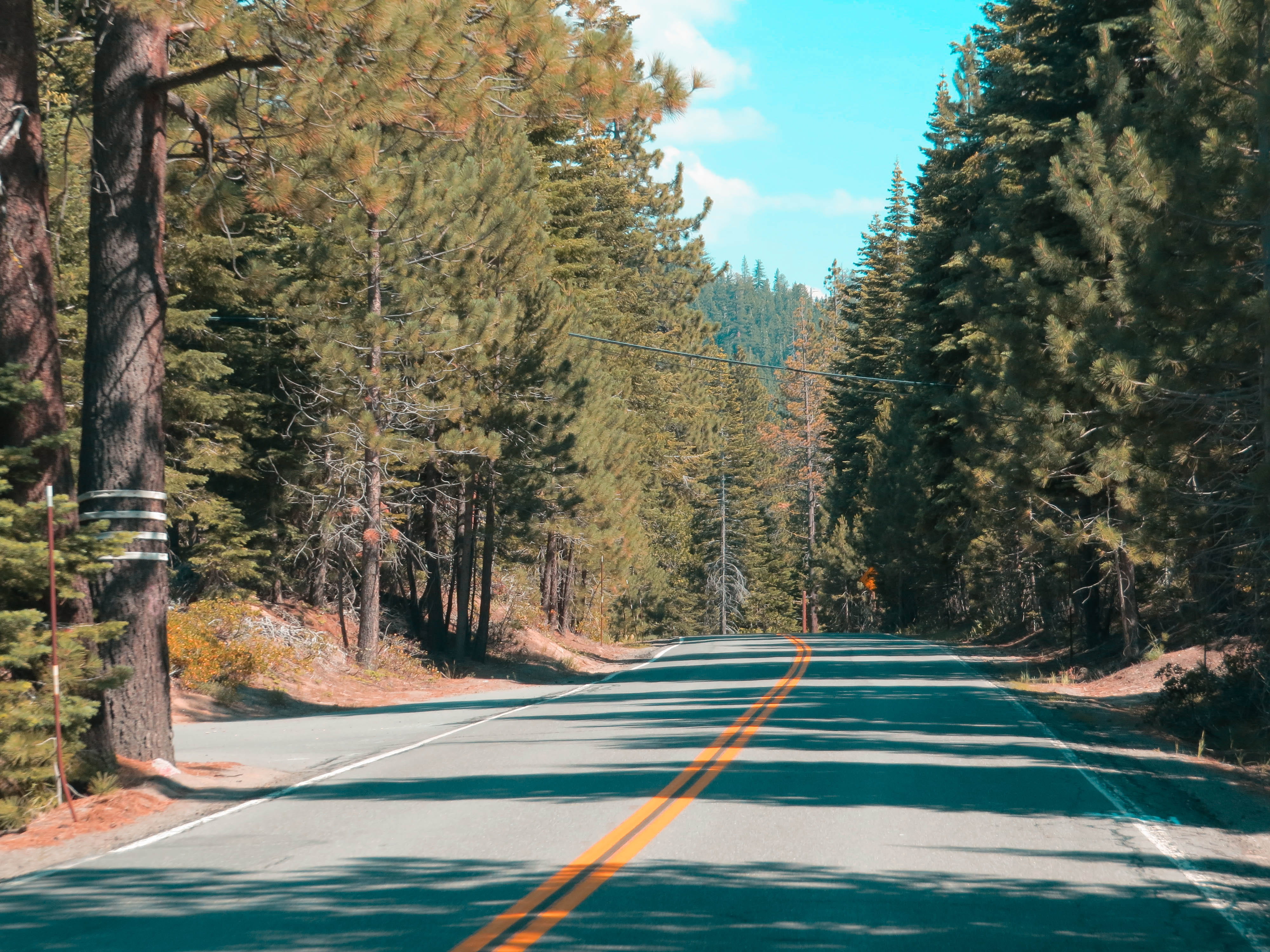 country, beauty in nature, pine, double yellow line, canon 80d, growth, middle, tree, forest, empty road, beautiful, dividing line, no people, 4K, outdoors, HD Wallpaper