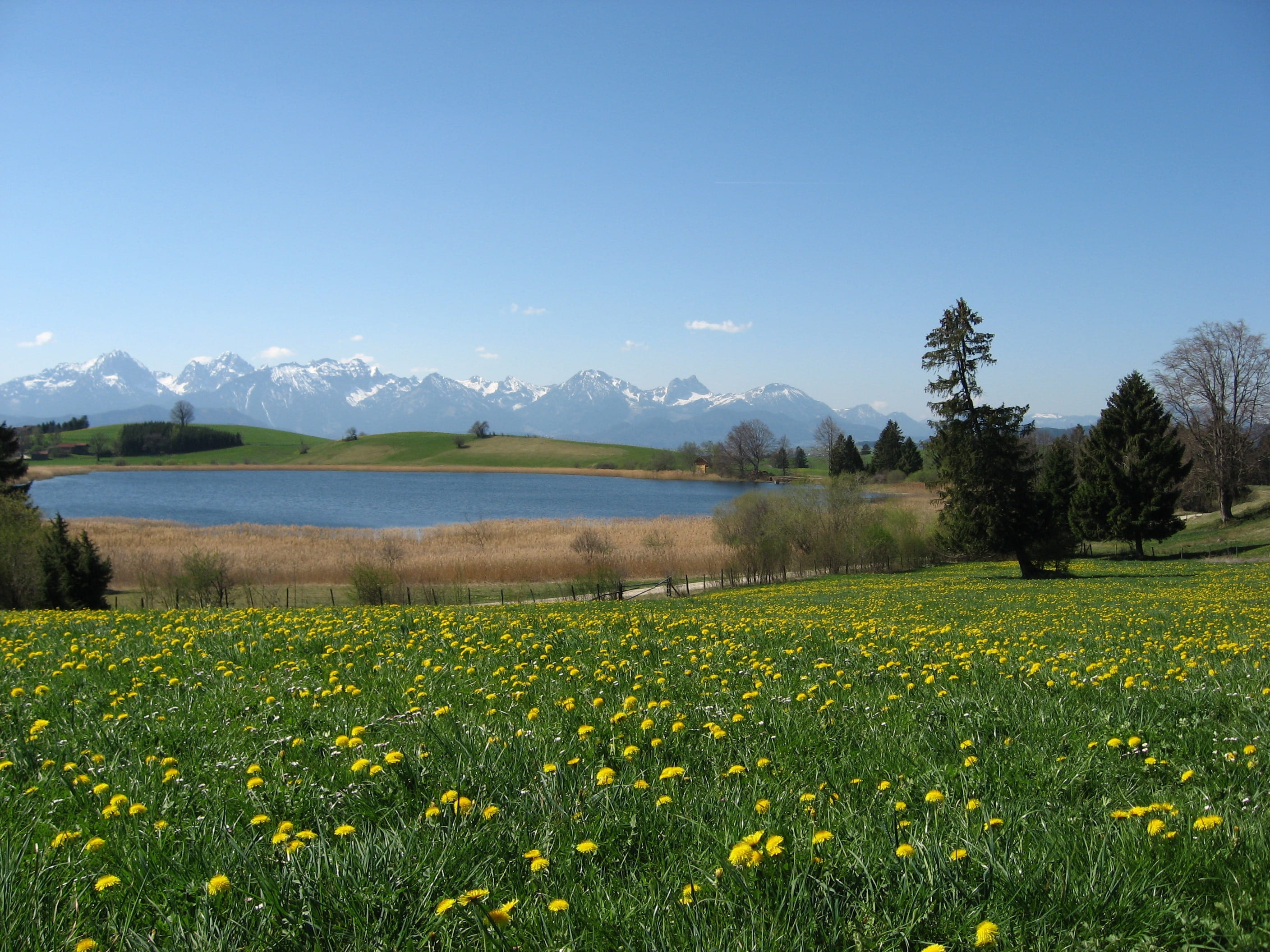 sky, panorama, scenics, yellow, mountain range, agriculture, füssen, nature, foothills of the, grass, flower, no people, 2K, Sky, flowering plant, blue, HD Wallpaper