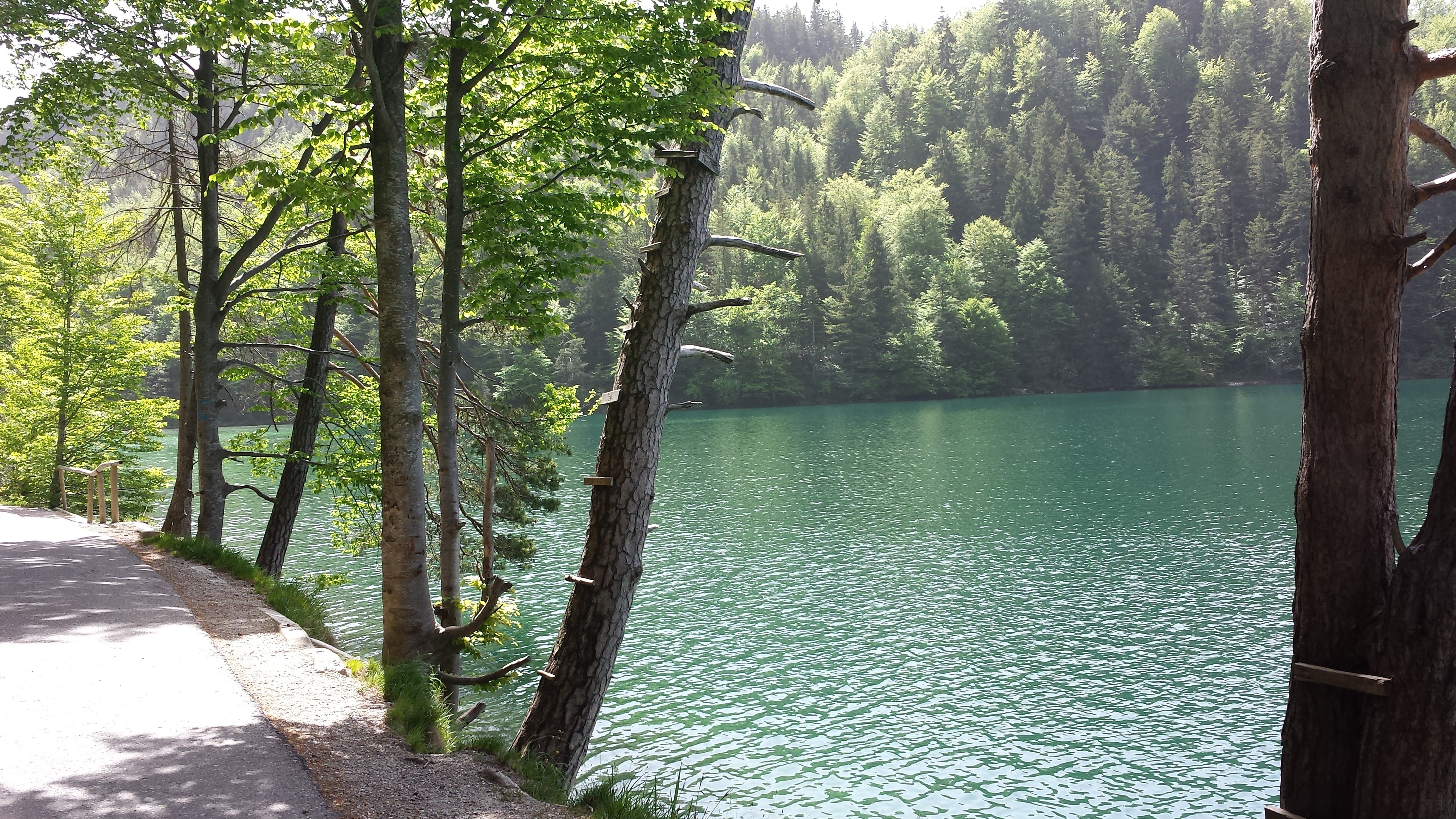 more, nature, water, idyllic, tranquility, trunk, füssen, landscape, forest, allgäu, alpine, scenics - nature, summer, alatsee, nice weather, beauty in nature, HD Wallpaper