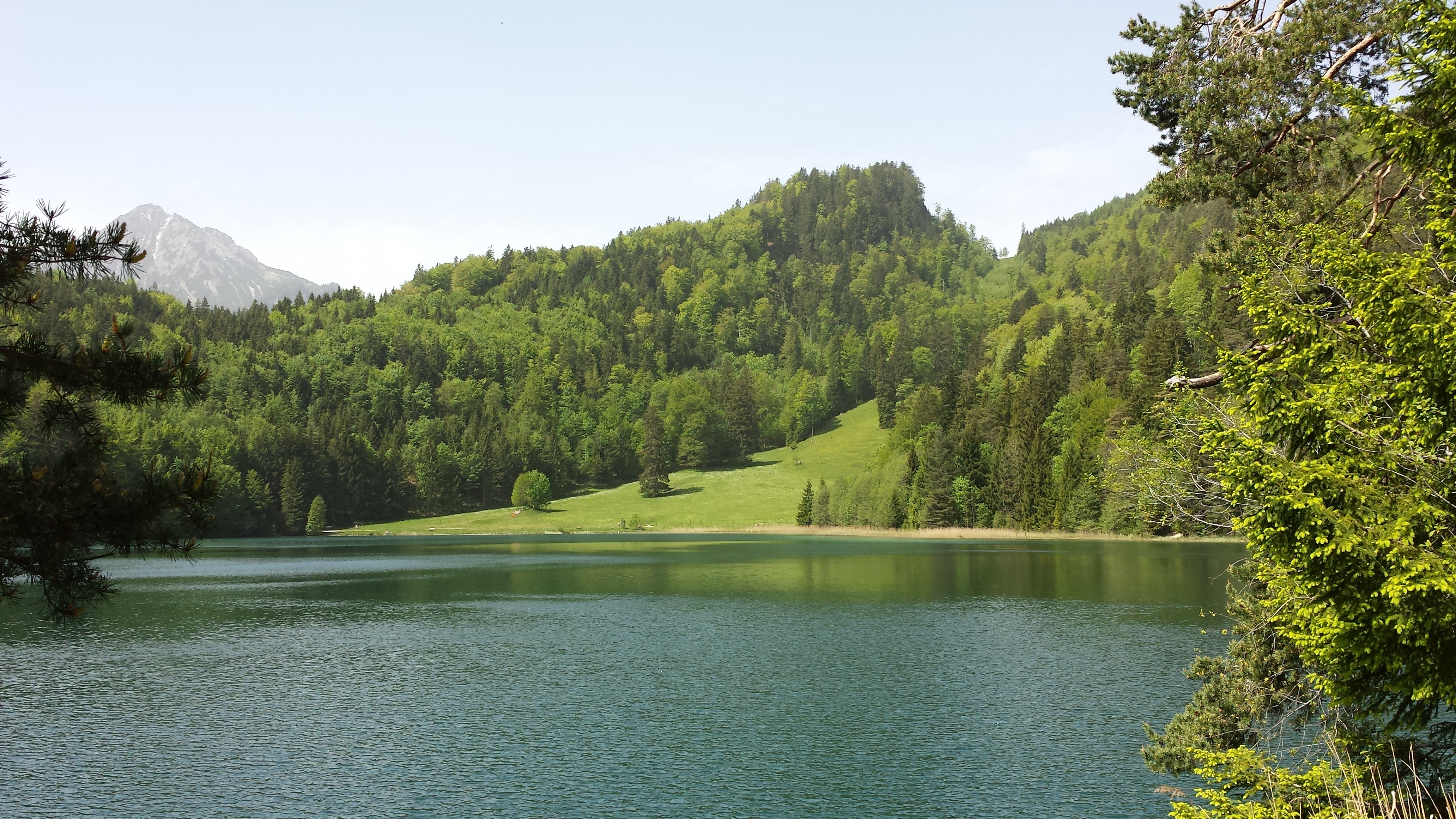 coniferous tree, more, pine woodland, mountains, allgäu, summer, forest, alatsee, still, scenic, tranquil scene, no people, land, nice weather, füssen, HD Wallpaper