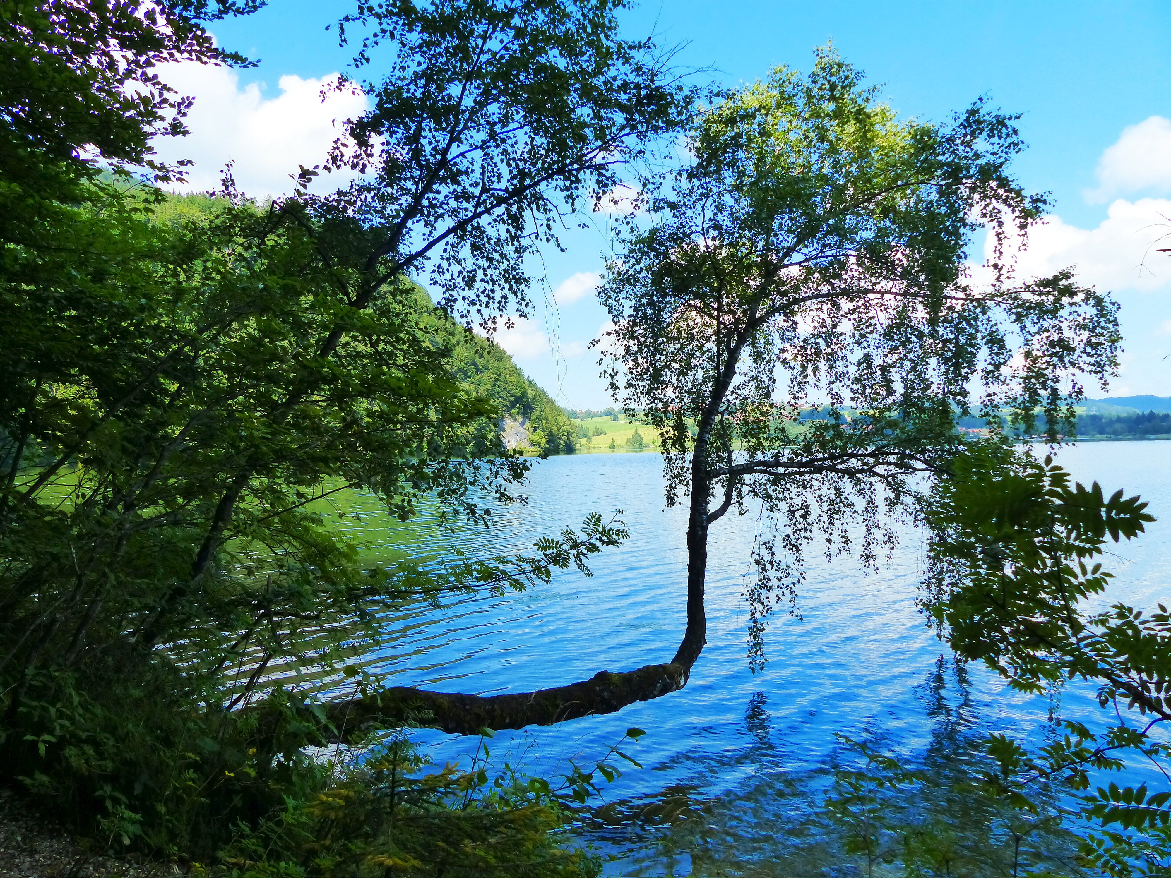 non-urban scene, land, füssen, excursion destination, tree formation, plant, leisure, growth, uferweg, nature, landscape, idyllic, allgäu, day, forest, HD Wallpaper