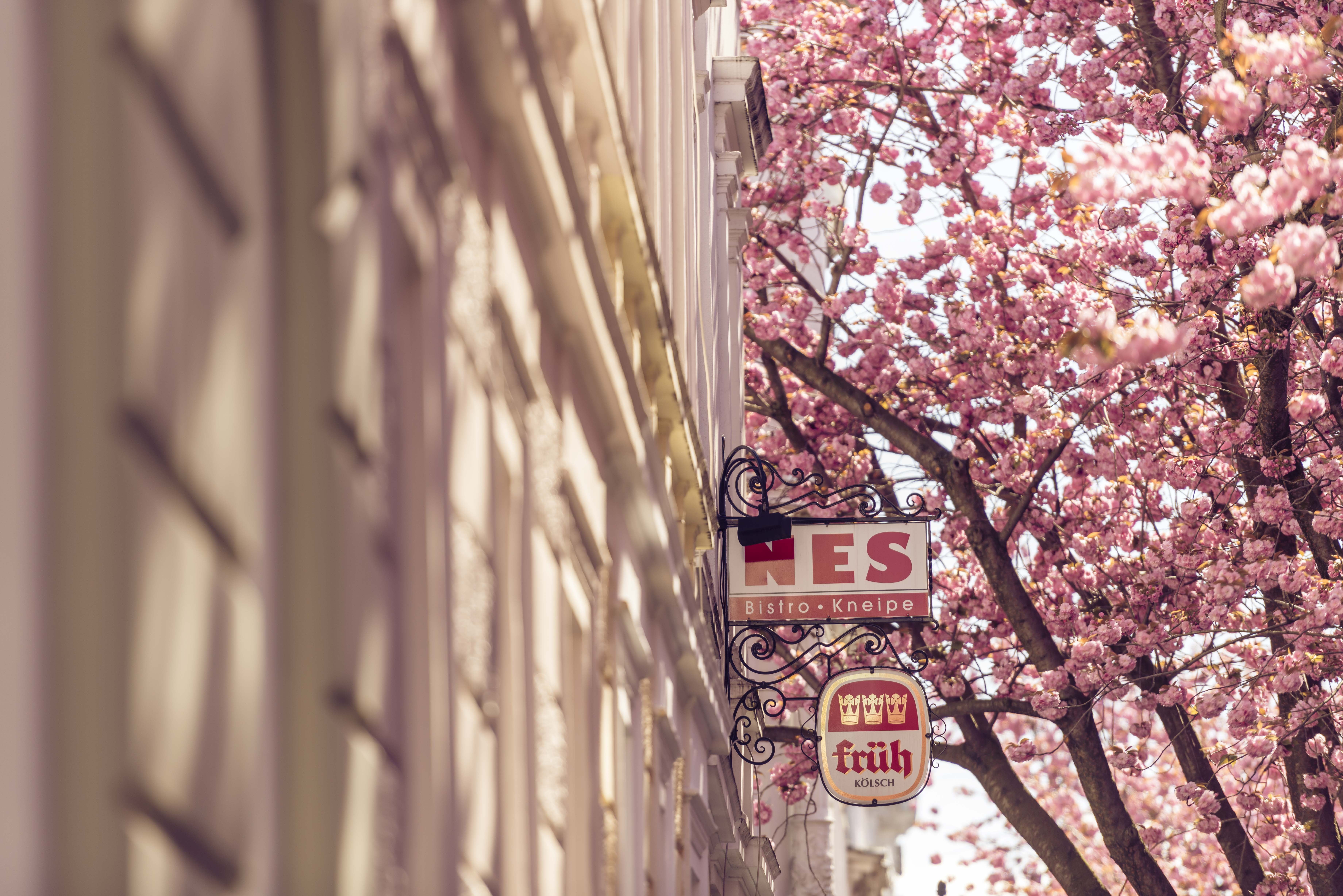 architecture, flowering plant, building, plant, springtime, sonne, no people, beauty in nature, cherry blossom, building exterior, outdoors, 5K, day, built structure, HD Wallpaper