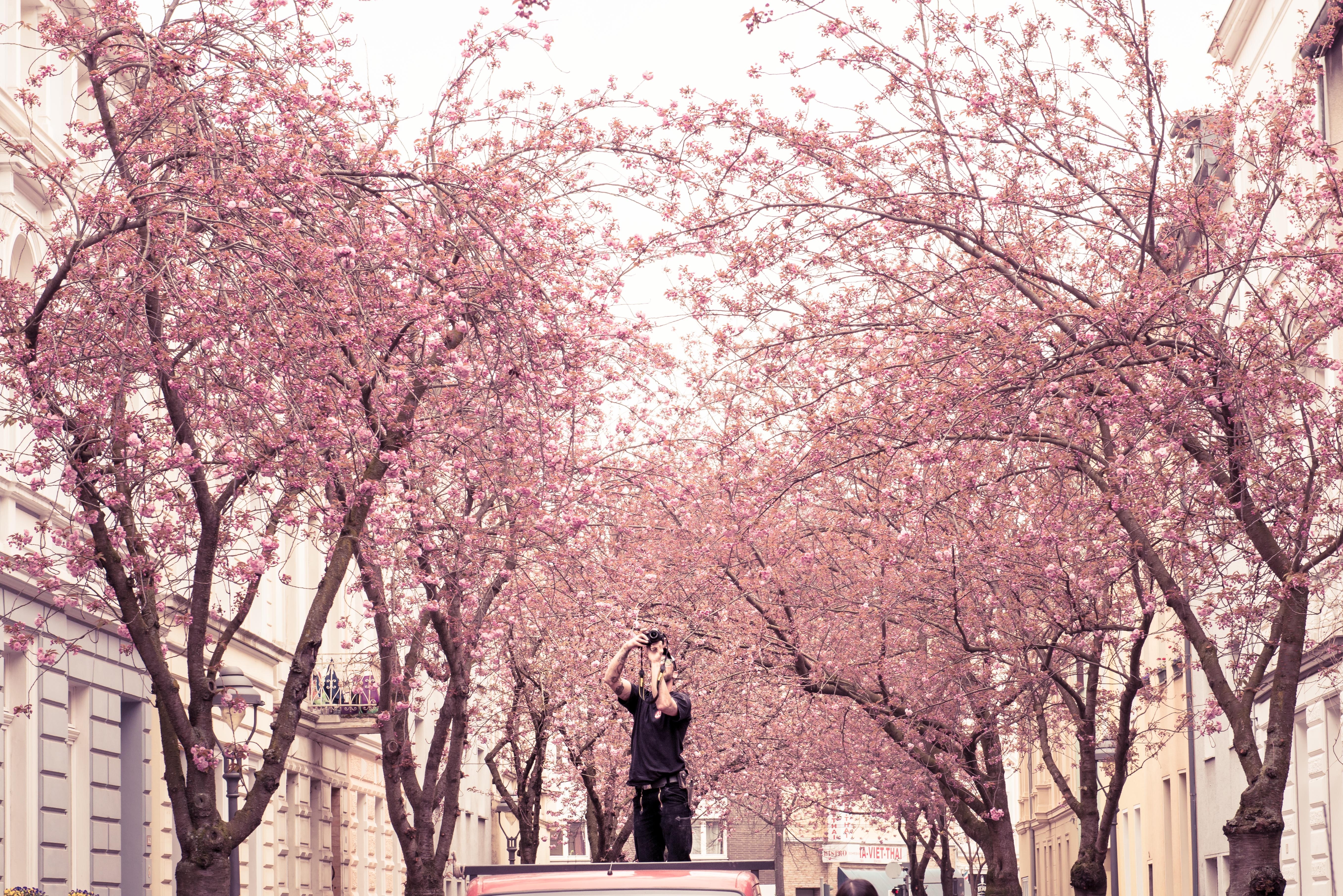 sonne, flower, pink color, fragility, day, blossom, architecture, 5K, branch, flowering plant, bonn, statue, growth, germany, park, representation, cherry tree, HD Wallpaper