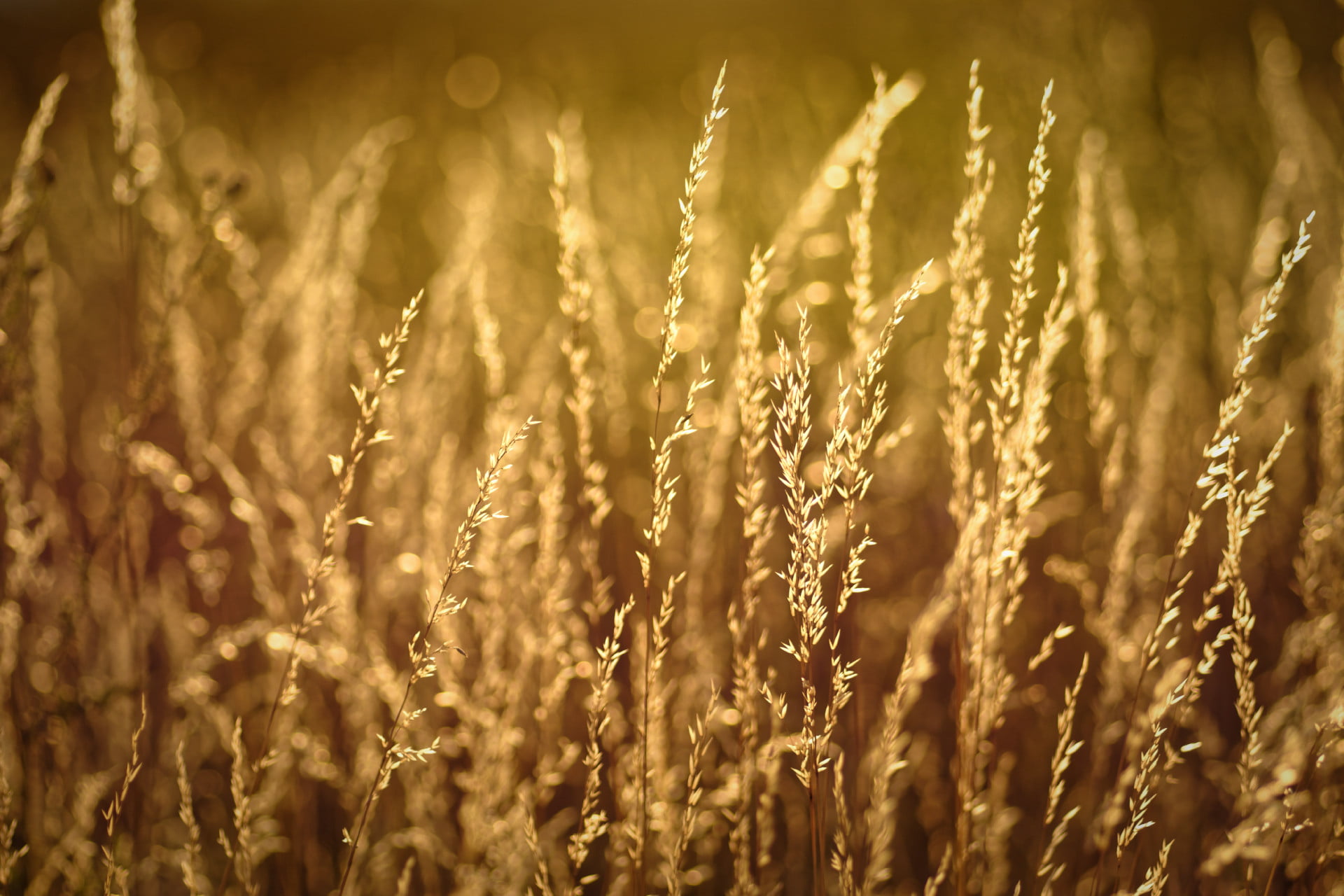 creative commons, summer, field, Gras, brown, grass, plant, cc, farm, seed, Sonne, yellow, wheat, agriculture, nature, outdoors, gold Colored, golden light, HD Wallpaper