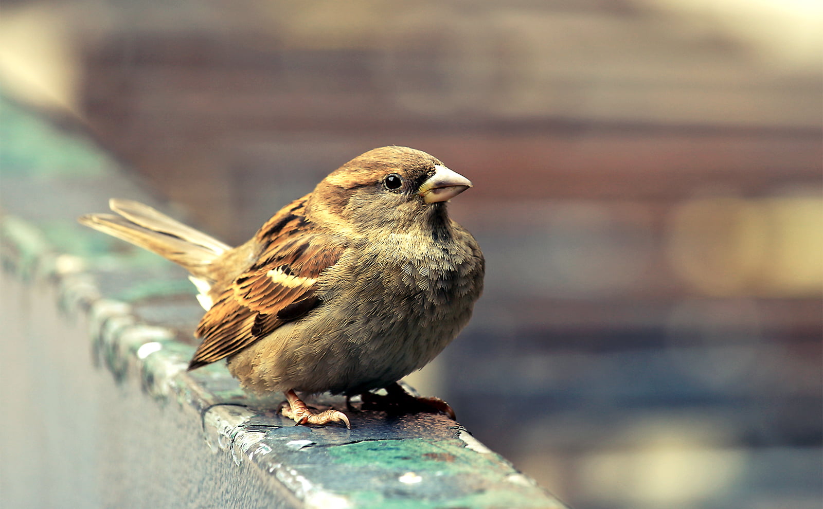 bird, 700d, 720P, Nature, Montreal  Quebec, brown bird, beak, concrete, Explore, Detail, Sparrow, Wall, brown, perch, animal, Depth-of-field, Gaze, Canon  eos  Rebel  T5i, HD Wallpaper