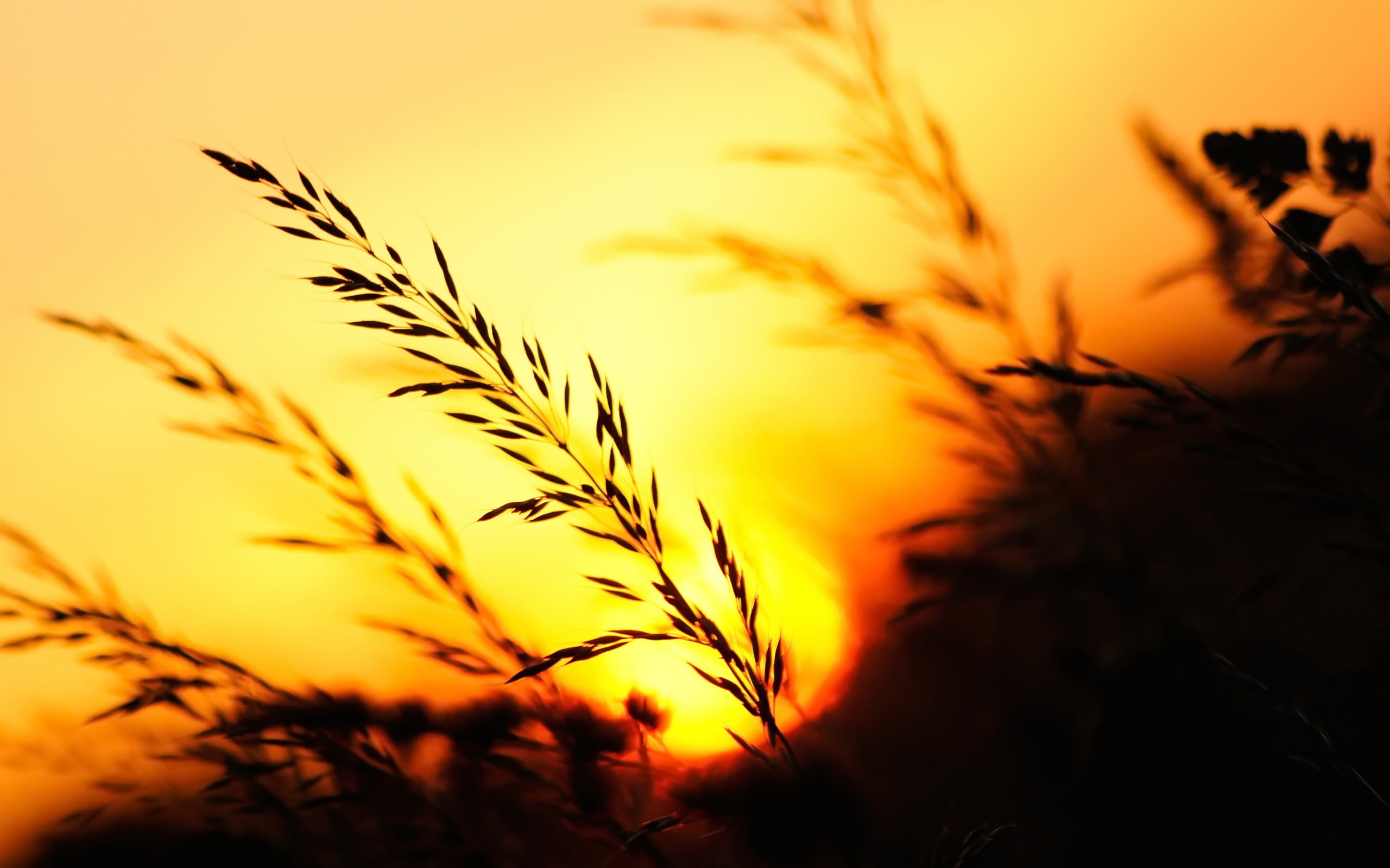 Grass, Evening, Sunset, field, 2K, wheat, brown, HD Wallpaper