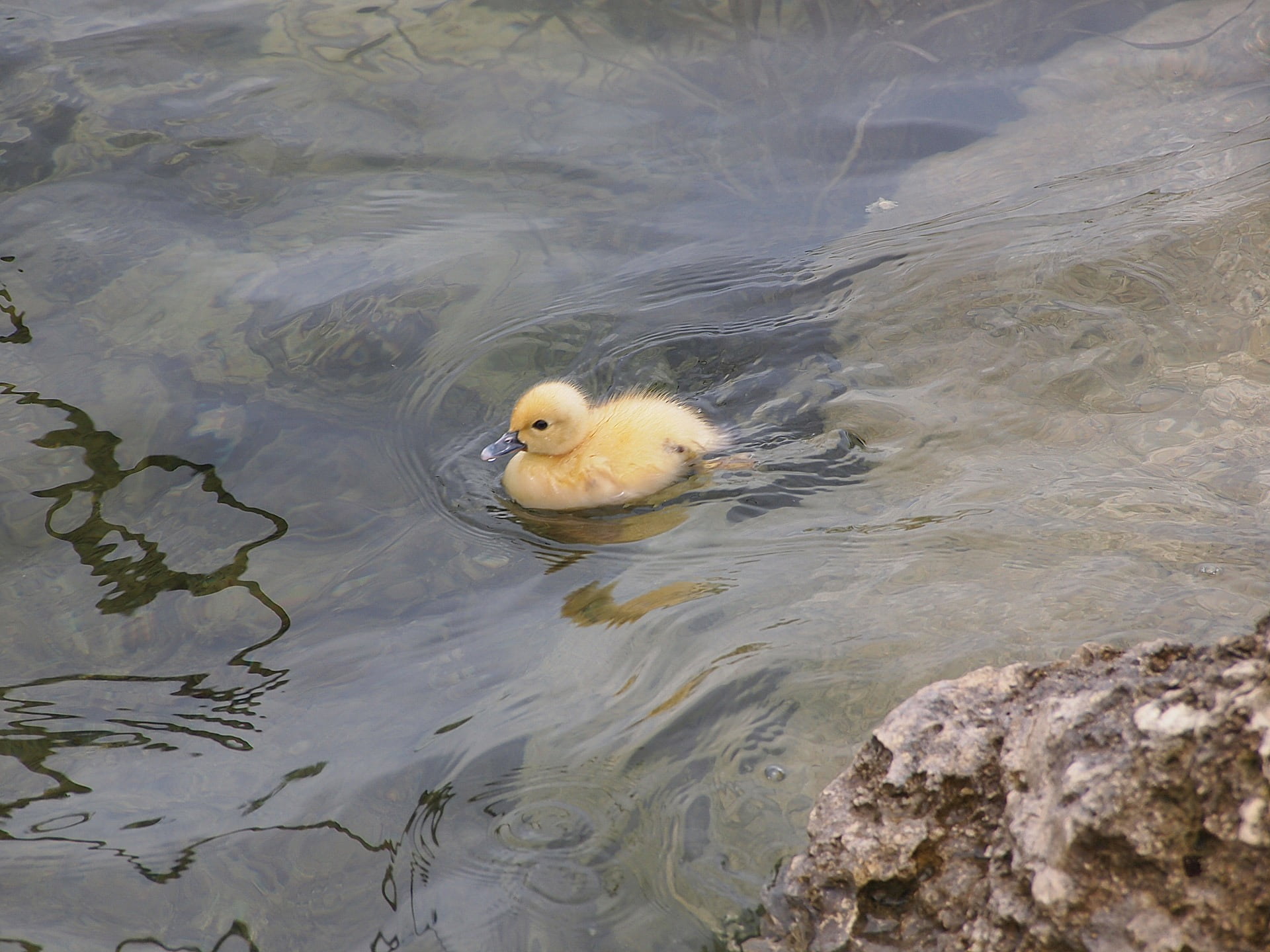 animals in the wild, animal, baby, vertebrate, day, lost, nature, duckling, beak, pond, duck, bird, waterfront, animal themes, 1080P, outdoors, swimming, HD Wallpaper