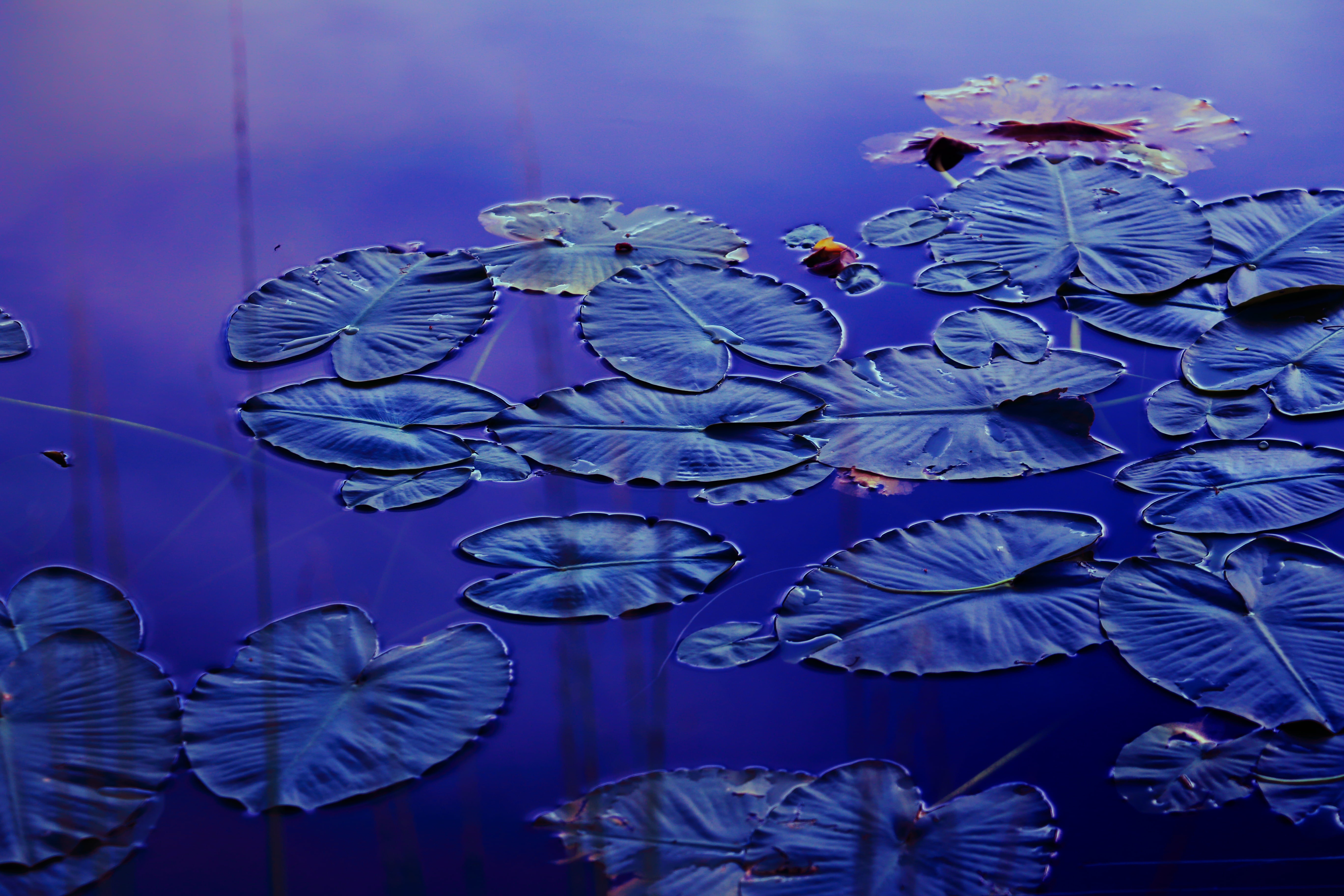 green water, nature, transition, outdoor, water, plant, blue, light, backgrounds, flower, 5K, Lost Lake, green, sunset, lilies, Quiet, water lilies, water  lily, HD Wallpaper
