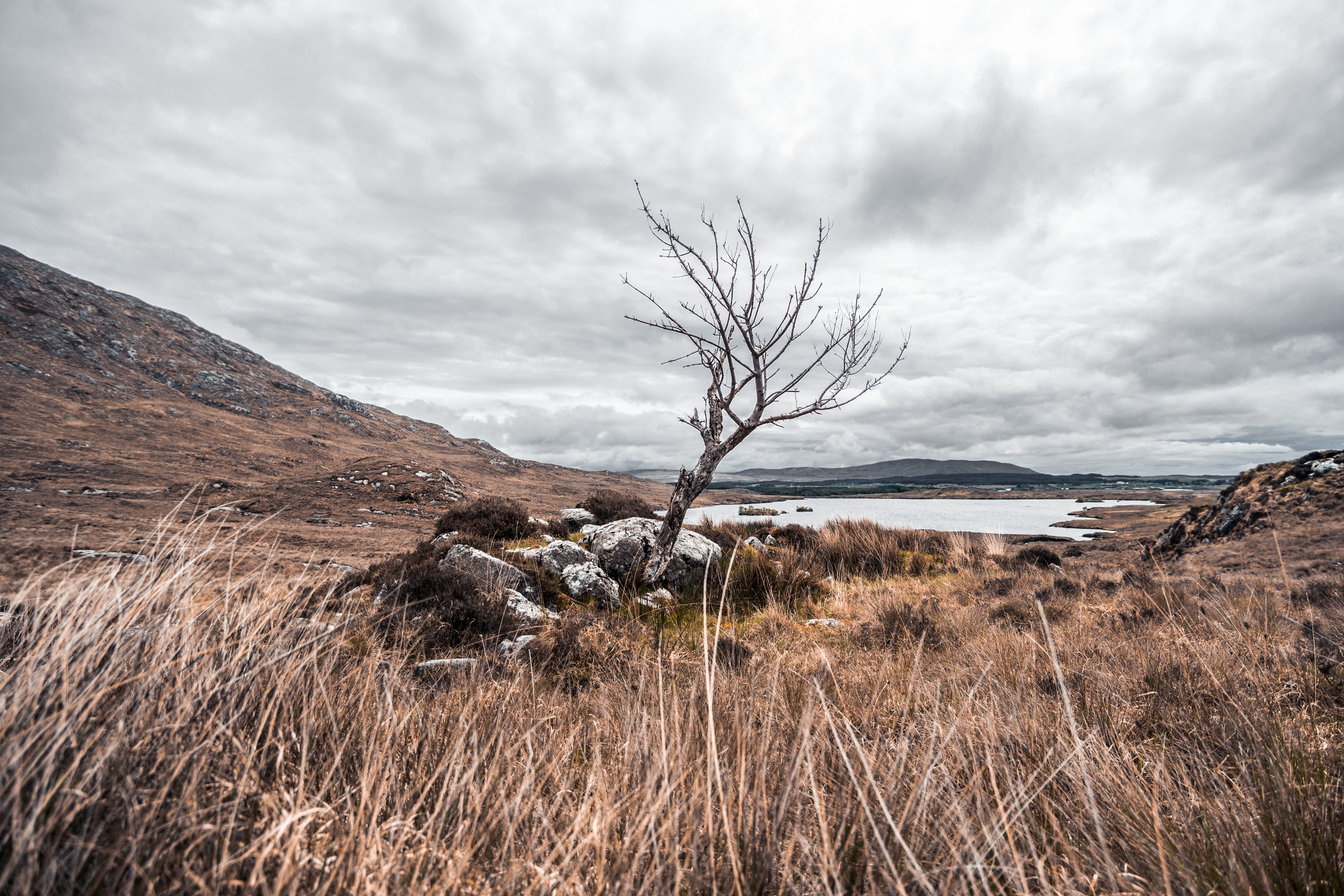 dead plant, cloud - sky, tree, nature, tranquility, bare, environment, 5K, no people, outdoors, daytime, lost, grey, plant, beauty in nature, travel, hill, HD Wallpaper