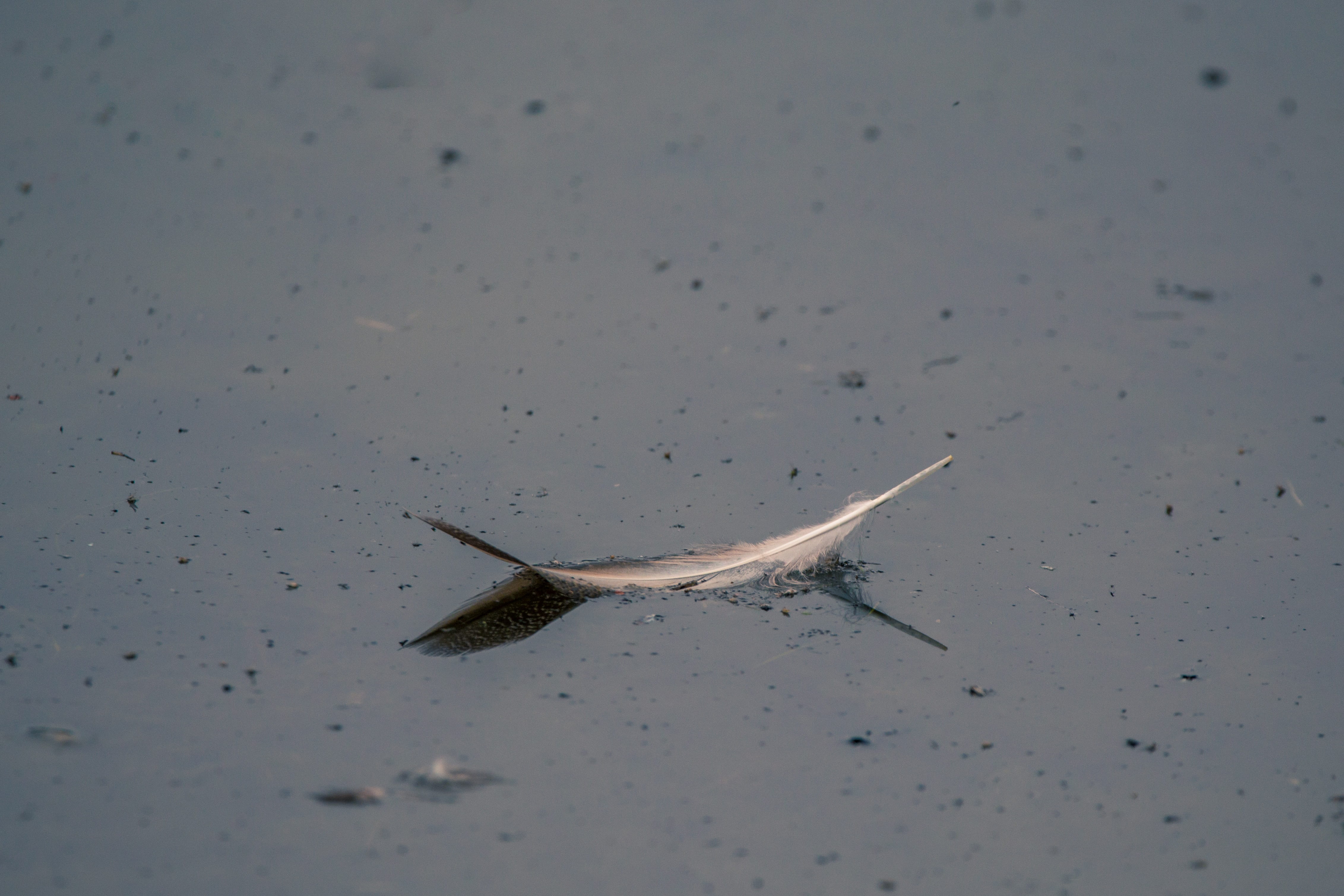 bird feather, Lost, mourning, Swim, vertebrate, nature, melancholy, waterfront, Pond, schwimmvogel, Bird, one animal, waterfowl, no people, high angle view, HD Wallpaper