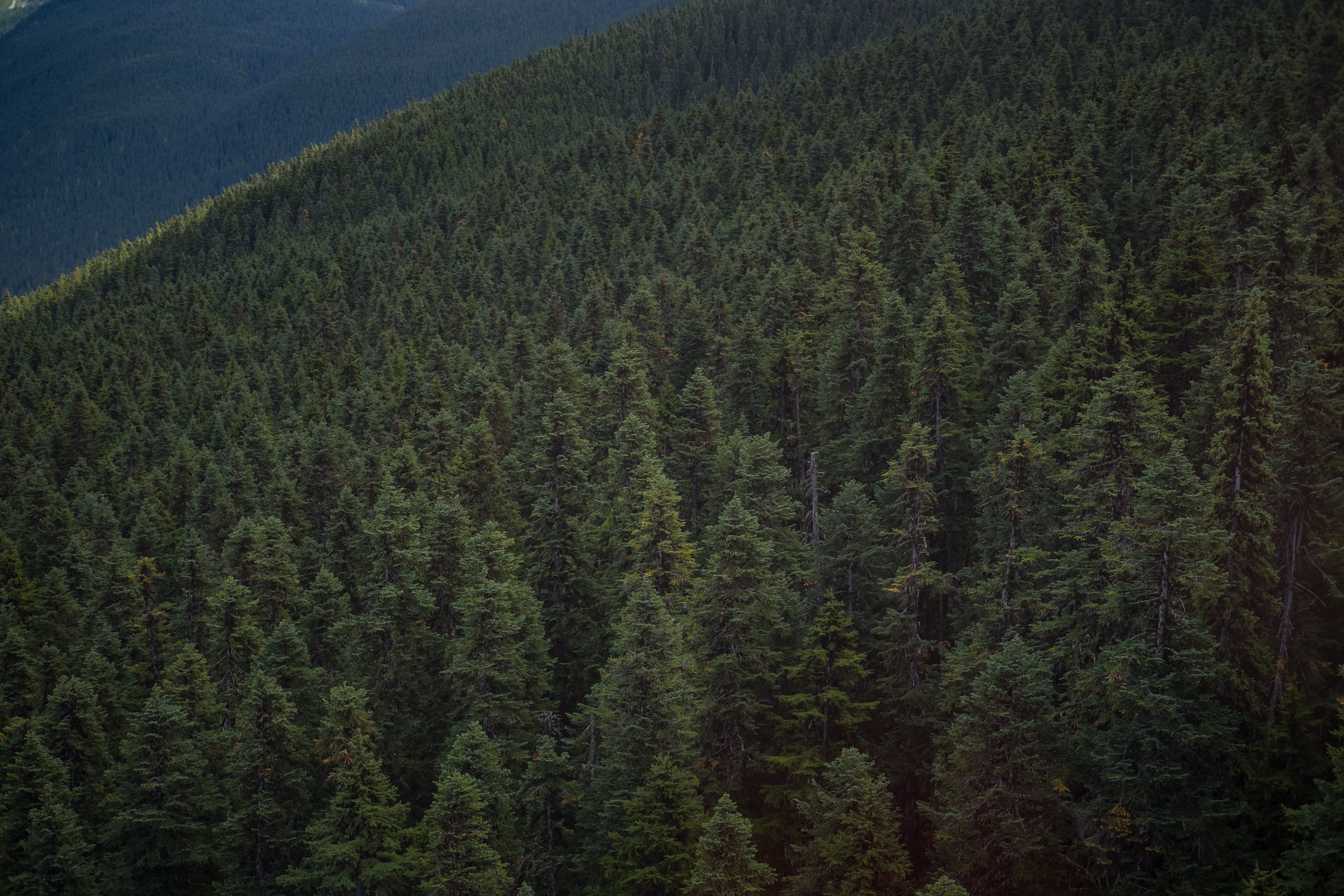 beauty in nature, green, whistler, tree, high angle view, land, no people, non-urban scene, foliage, coniferous tree, outdoors, plant, forest, landscape, HD Wallpaper