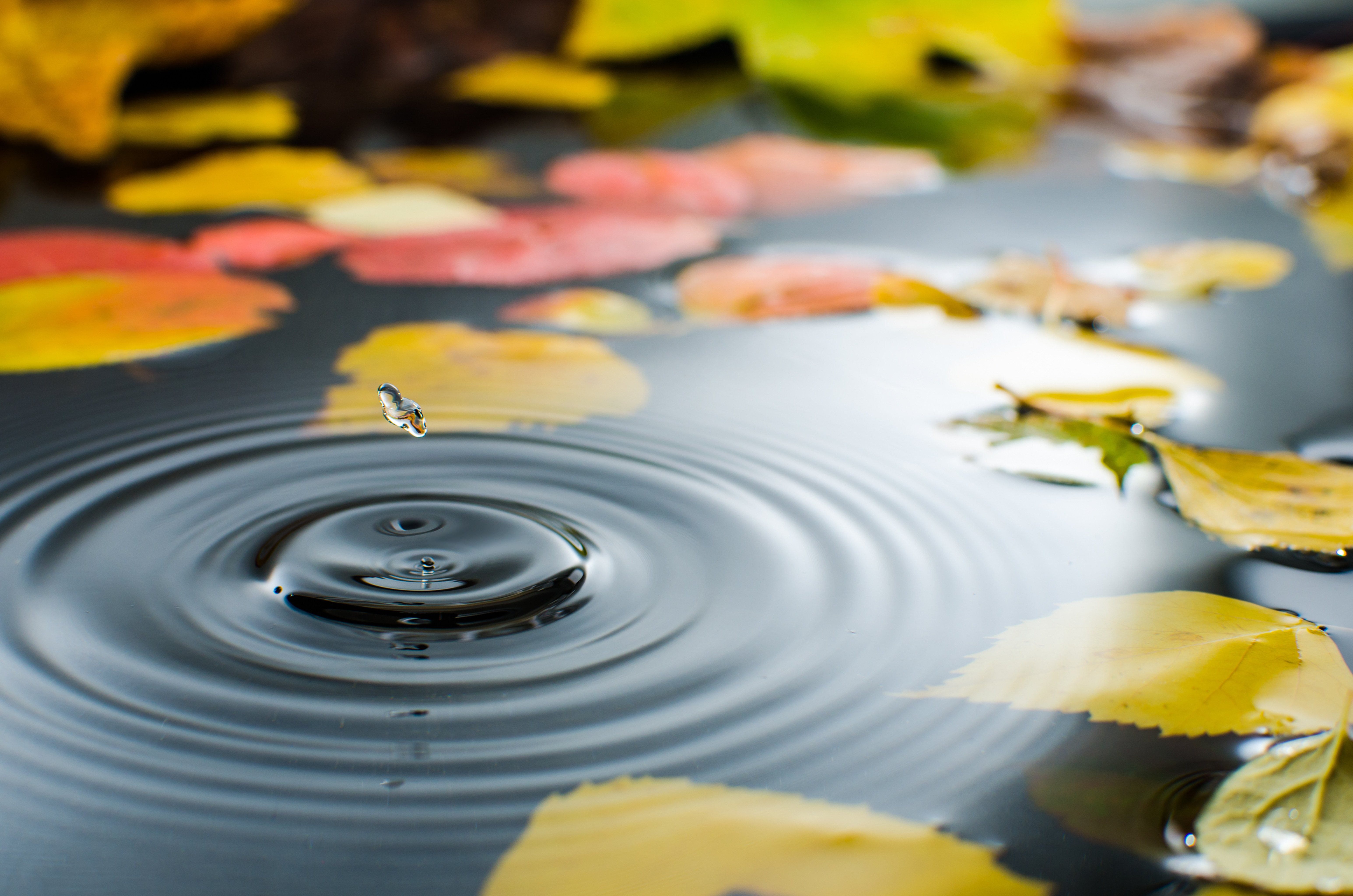 leaves, autumn, drops, 5K, straw, drop, water, puddle, HD Wallpaper