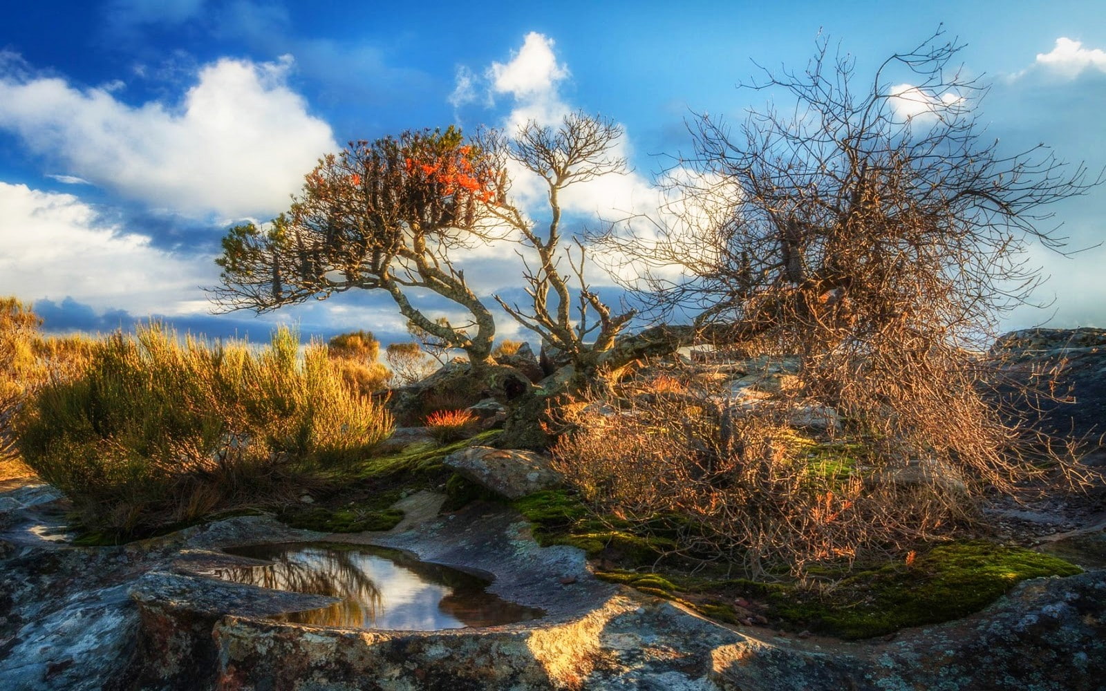720P, clouds, nature, sunlight, shrubs, sunset, moss, trees, puddle, landscape, HD Wallpaper