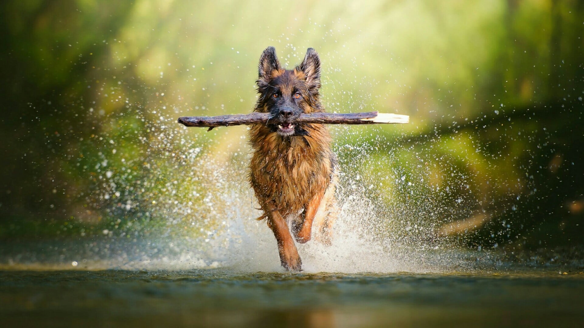 1080P, water, splashing, day, nature, running, one animal, mammal, fun, apport, pets, front view, play, rain, no people, photography, german shepherd, HD Wallpaper