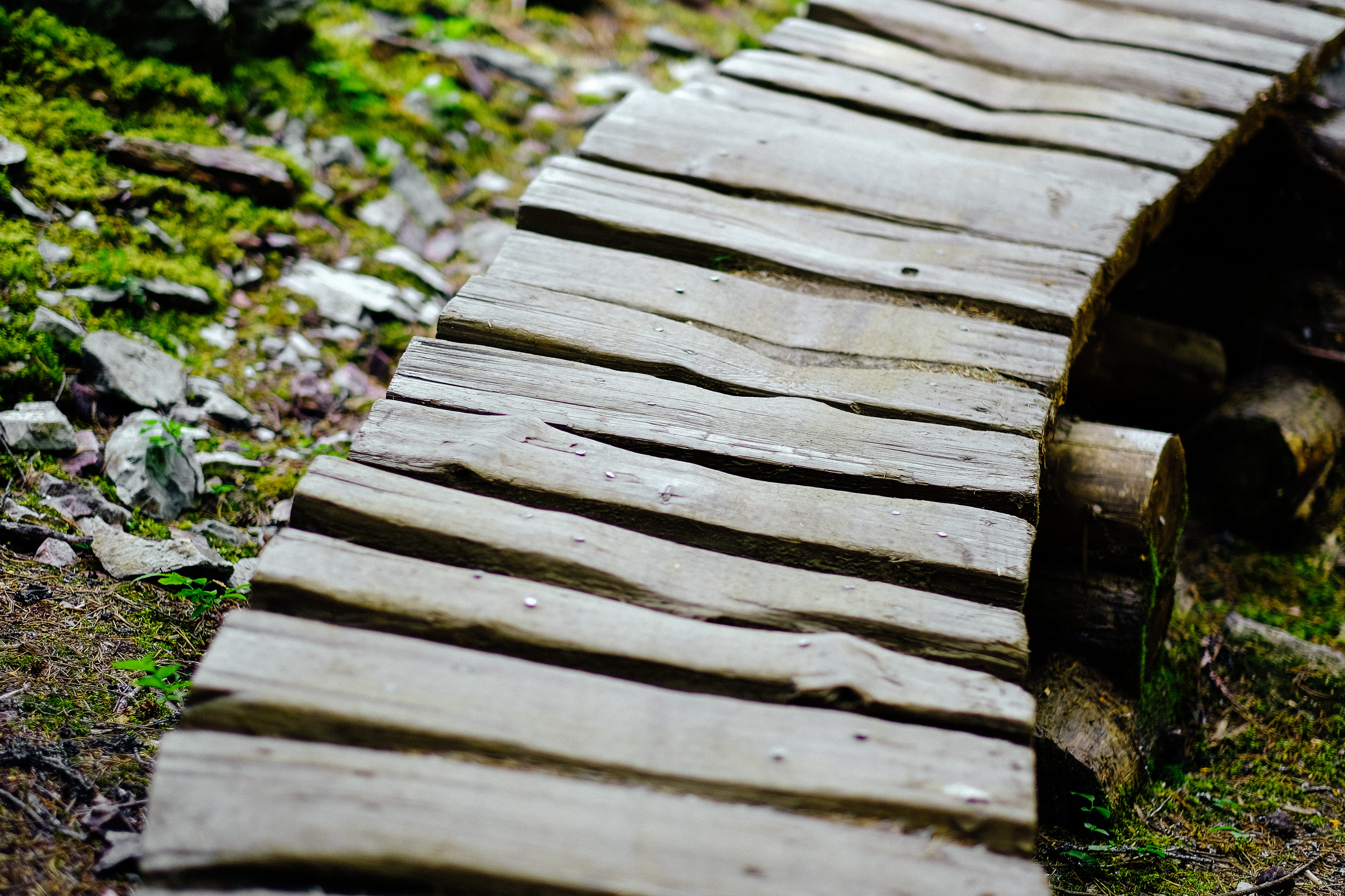 textured, architecture, tree, plant, selective focus, high angle view, bridge, day, wood, forest, close-up, mountain, focus on foreground, moss, canada, HD Wallpaper
