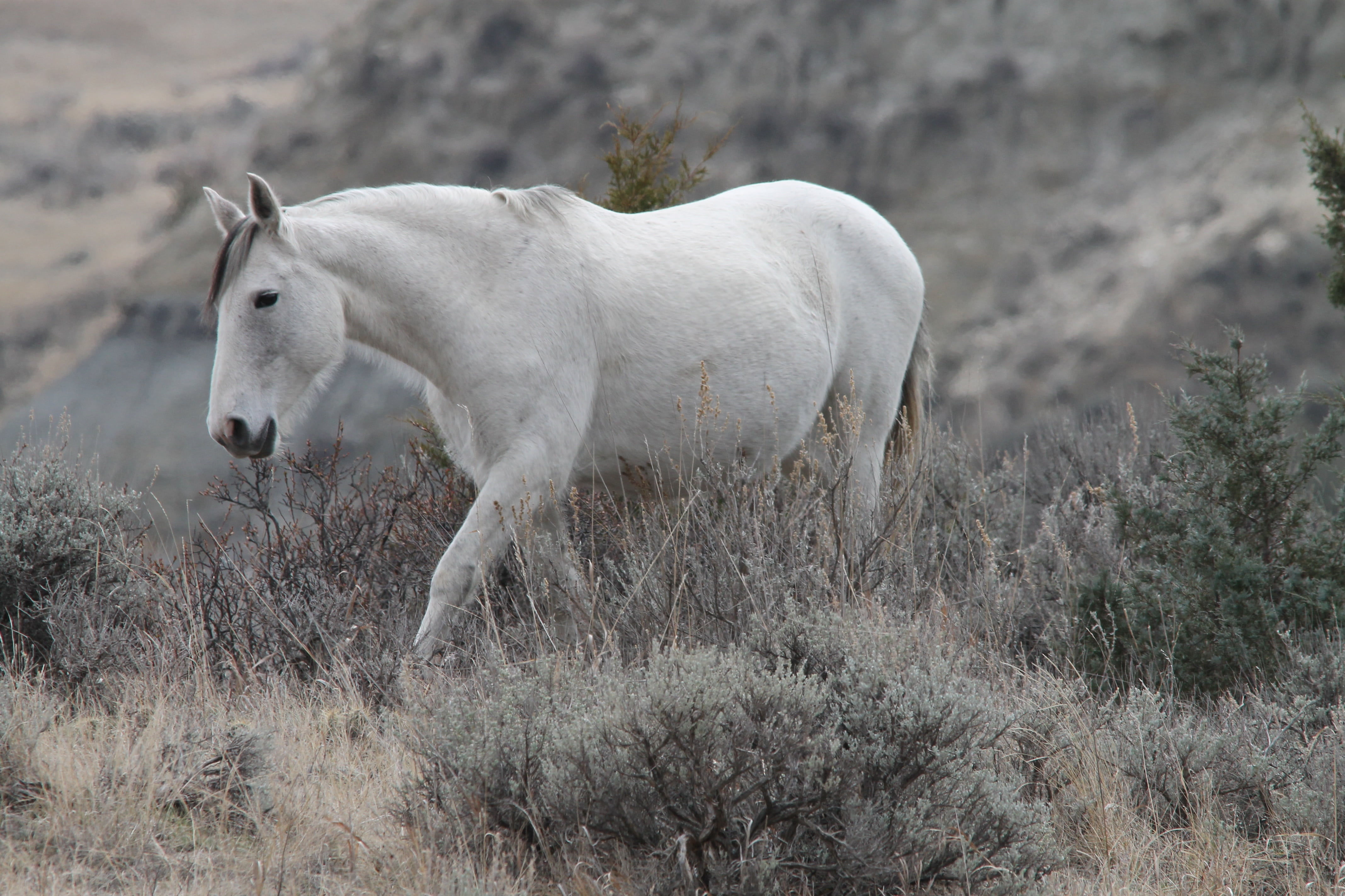 no people, herbivorous, near, white, animal themes, medora, one animal, domestic animals, grass, pferd, outdoors, pasture, vertebrate, animal wildlife, HD Wallpaper