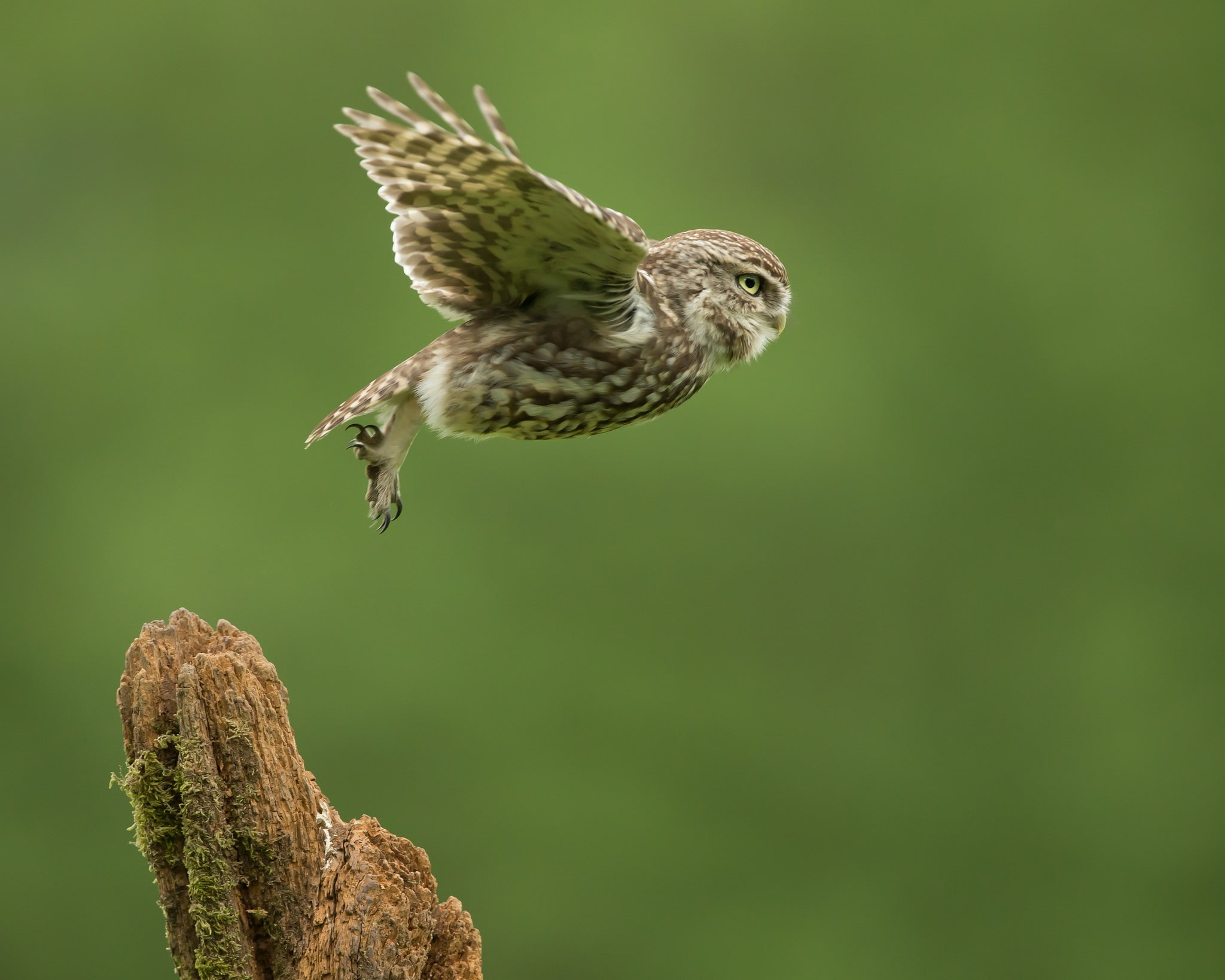 green color, photography, no people, outdoors, animal wildlife, motion, animal, one animal, take-off, 1080P, focus on foreground, flying, bird, birds, HD Wallpaper