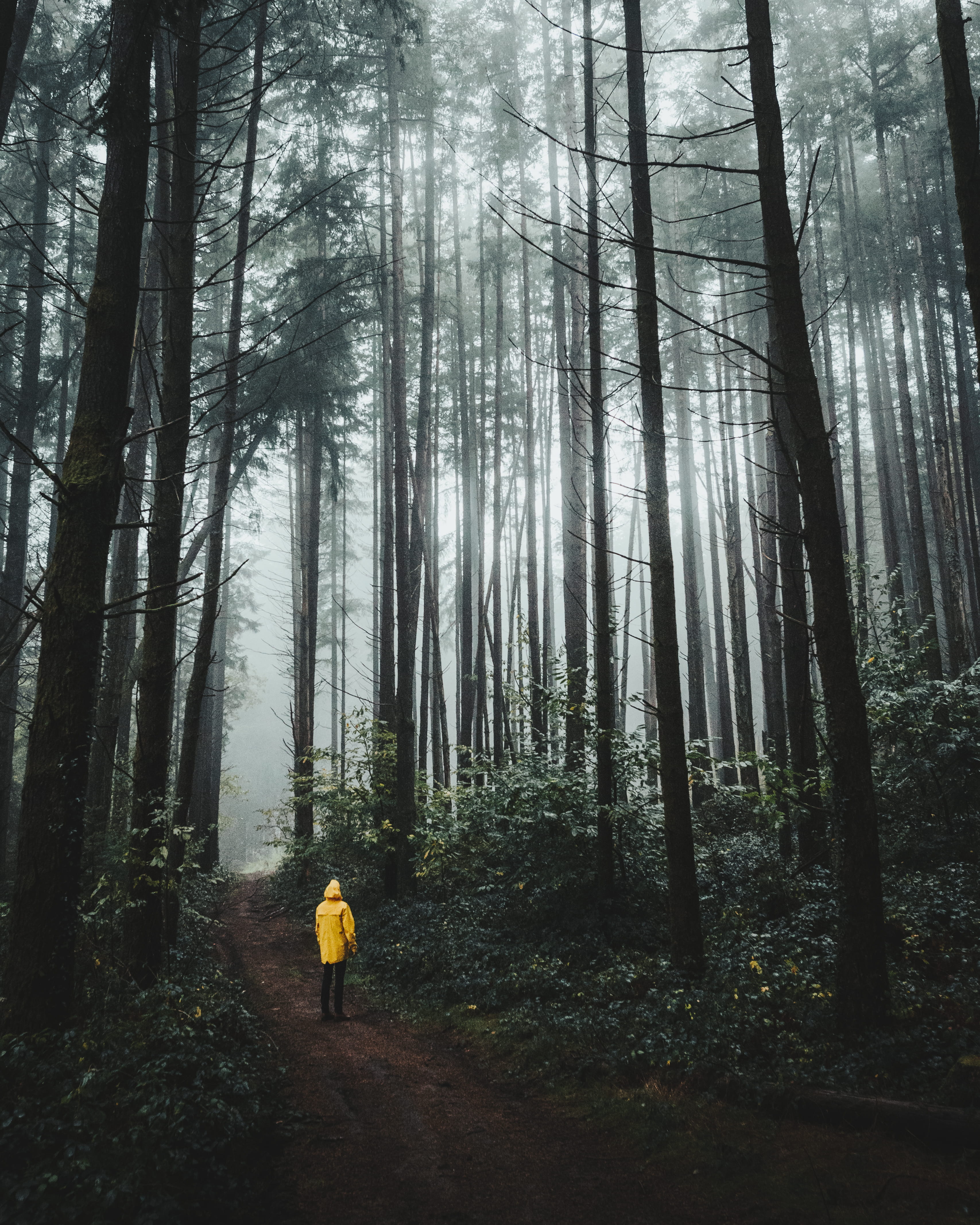 leisure activity, person, day, walking, standing, outdoors, tall, foggy, land, nature, lifestyles, sight, trees, woods, fog, scenic, mist, tranquil scene, Phone HD Wallpaper