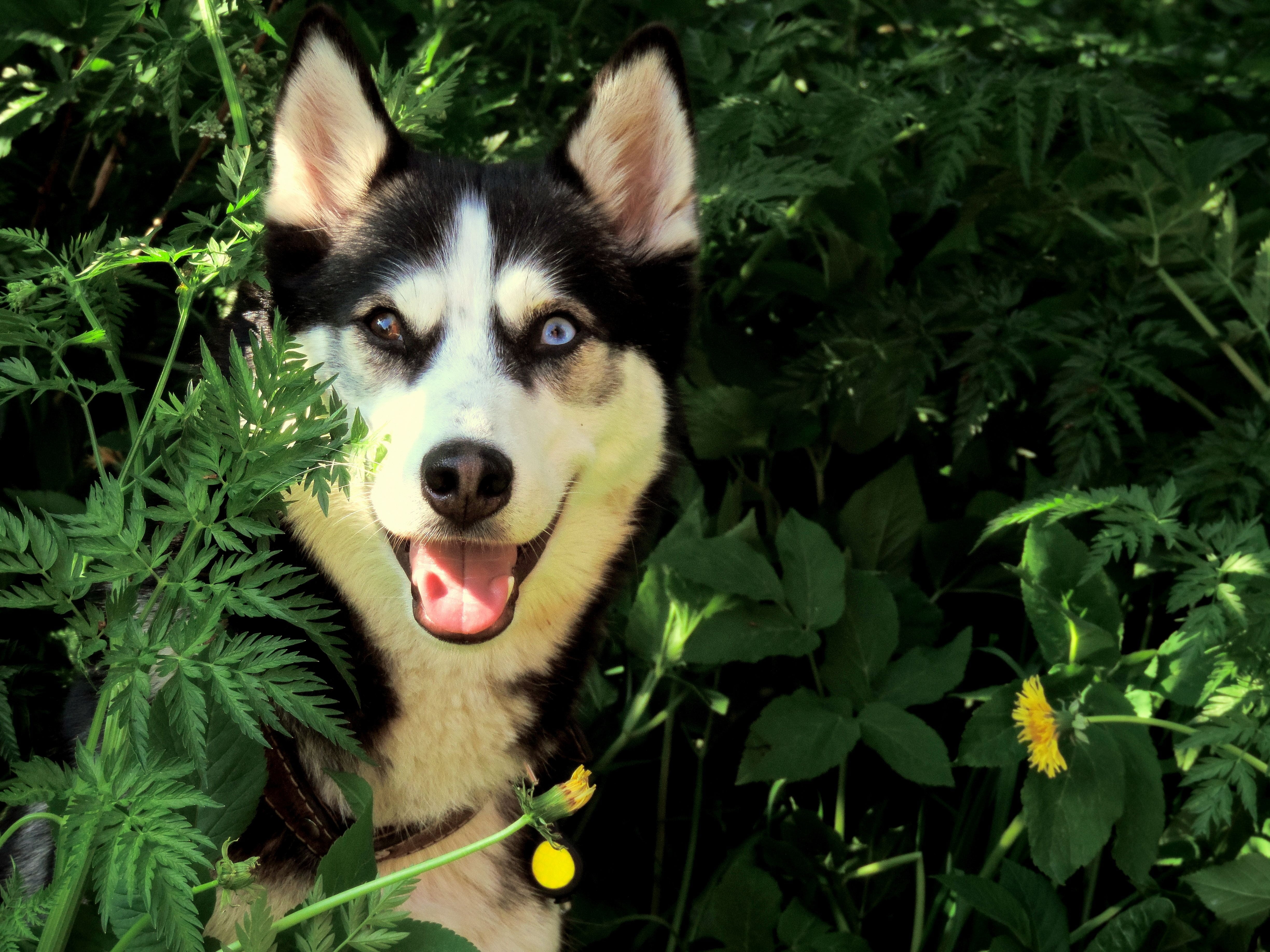 growth, breed, siberian husky, looking at camera, summer, black, mammal, siberian, plant, blue, puppy, near, pet, daytime, animal, cute, green color, doggy, HD Wallpaper