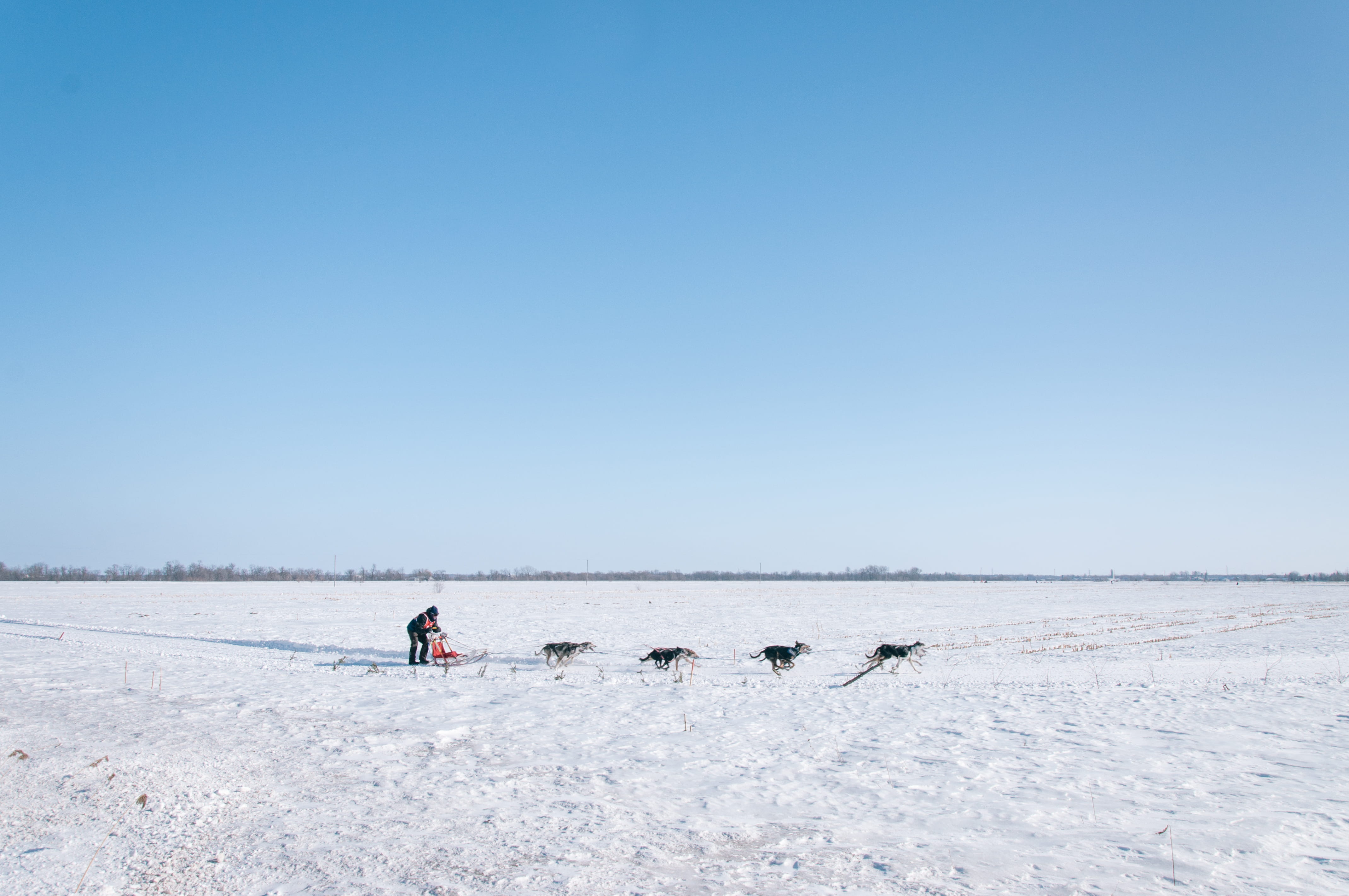 outdoors, outdoor, field, man, frozen, dogs, land, dog, mush, frost, person, nature, landscape, arctic, people, beauty in nature, north, full length, daytime, HD Wallpaper