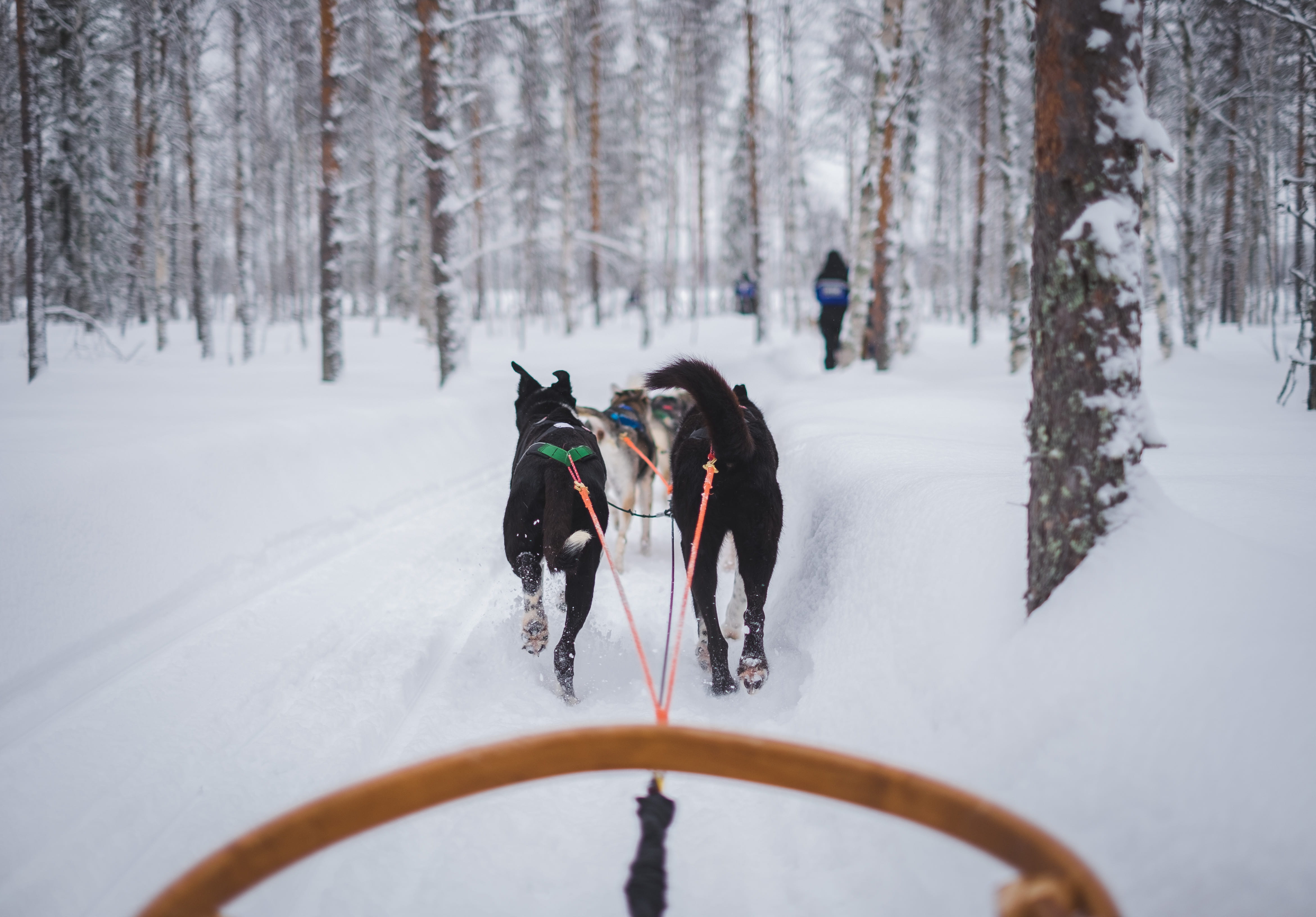 travel, animals, forest, finnish, domestic, daytime, animal themes, one animal, covered, cold, 4K, sled, trip, two, vertebrate, fast, snow, domestic animals, HD Wallpaper