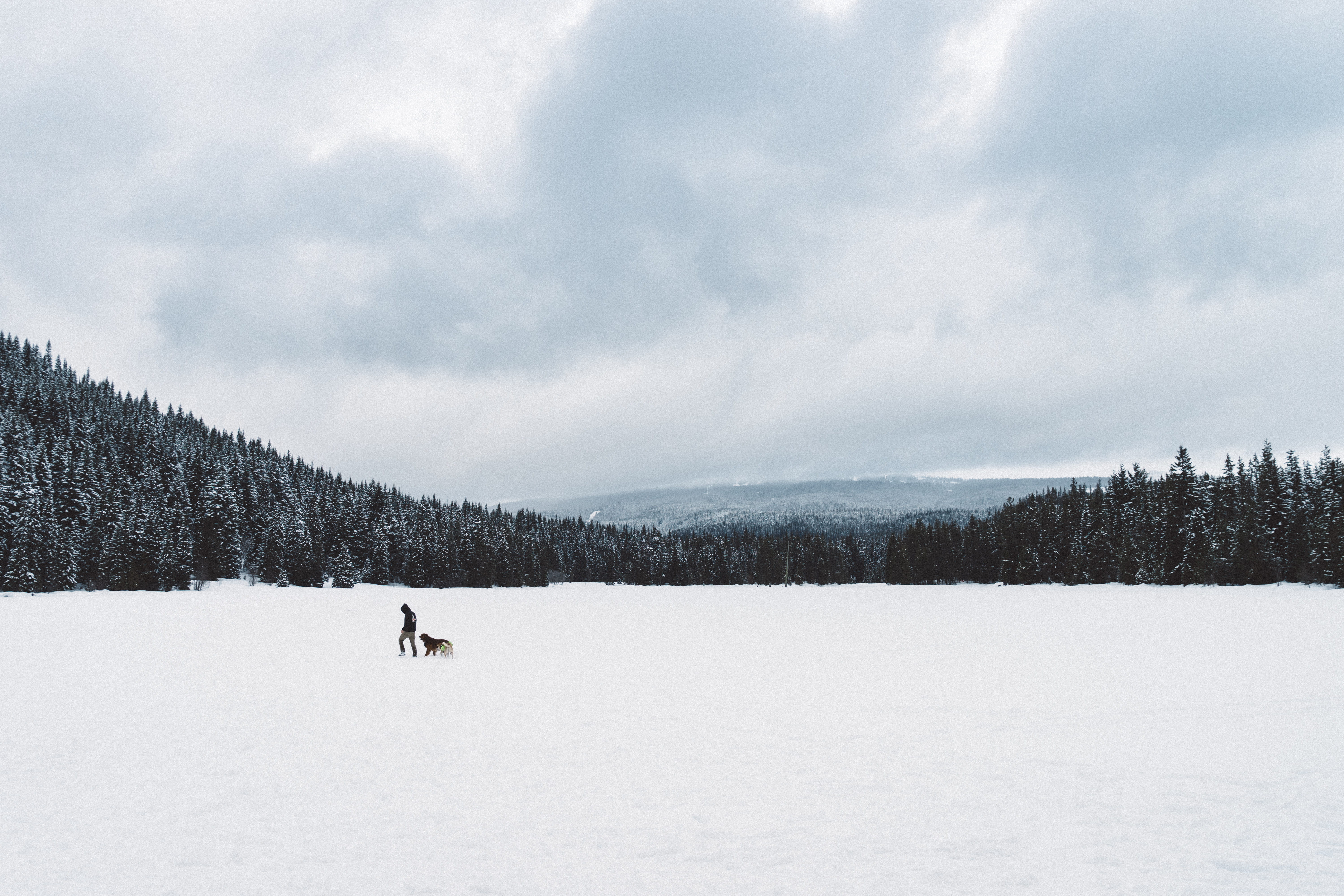 season, environment, forest, day, snow, scenics - nature, field, plant, mountain, sky, landscape, one animal, covered, landscapes, beauty in nature, cloud - sky, HD Wallpaper