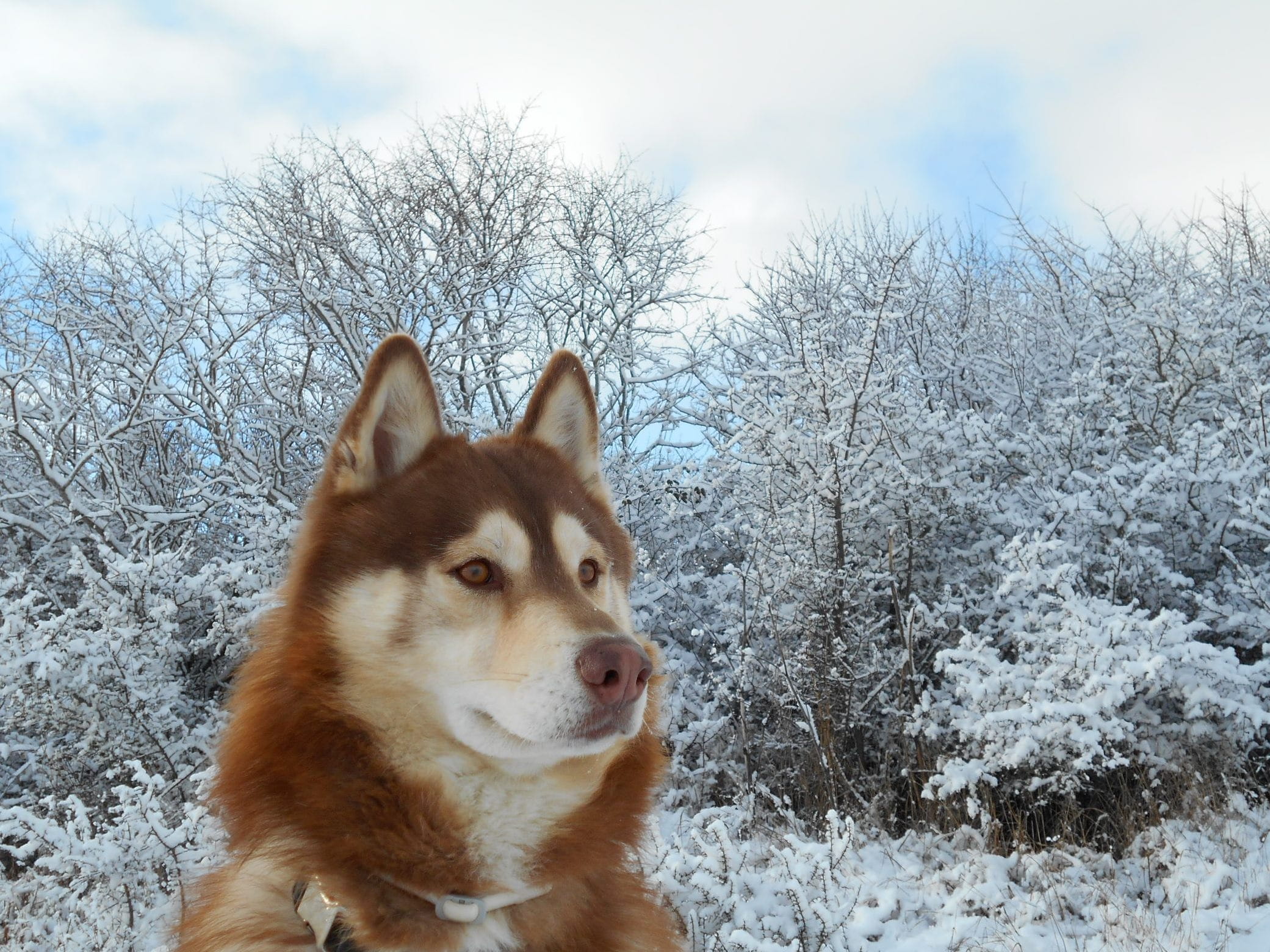 pet, nature, canine, vertebrate, one animal, domestic animals, snow field, sled dog, animal head, looking away, no people, tree, alaskan, malamute, inuki, HD Wallpaper