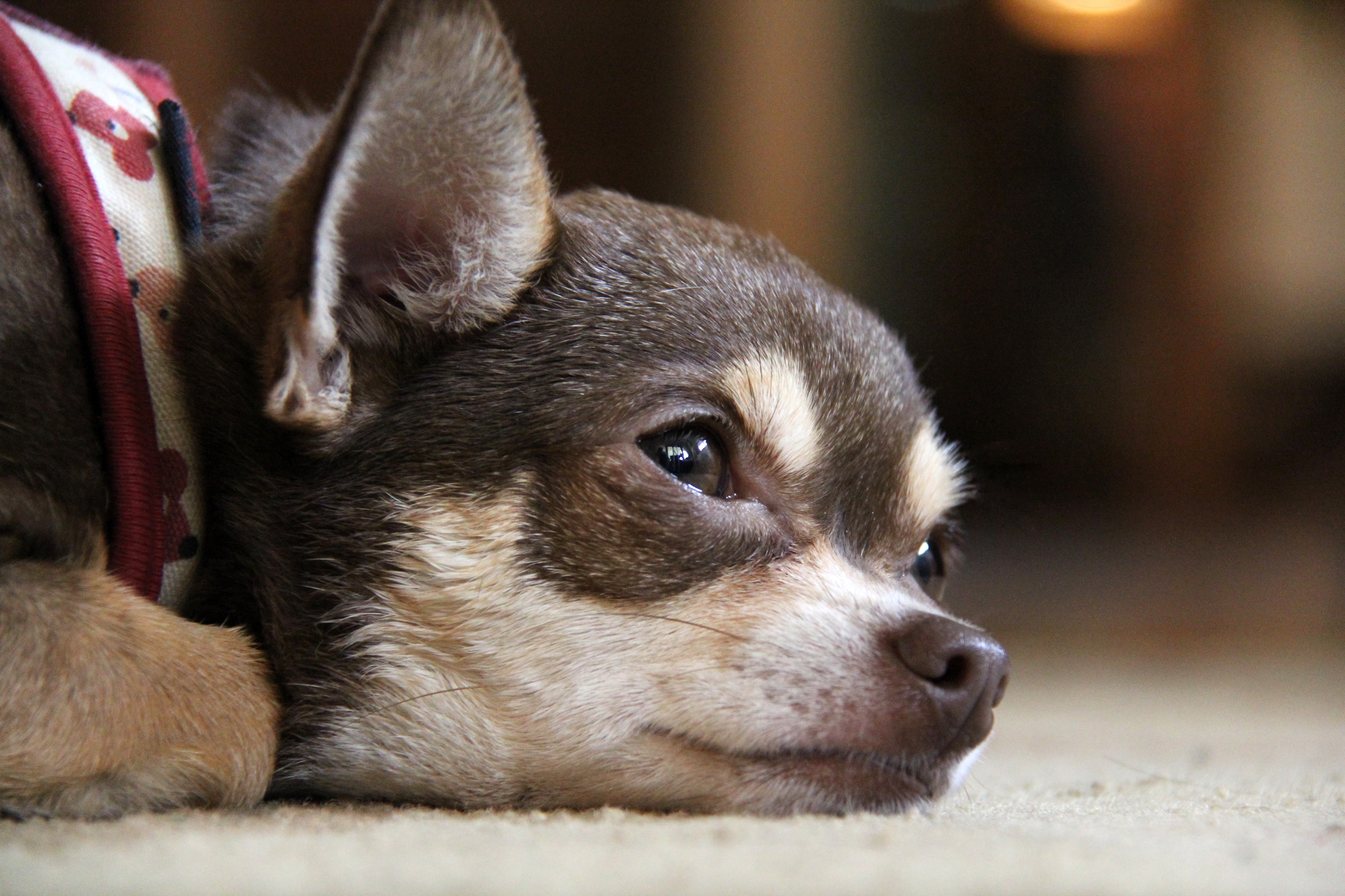 animal themes, animal head, pet, animal body part, little, sad, no people, focus, domestic animals, purebred, domestic, canine, indoors, relaxation, chihuahua, HD Wallpaper