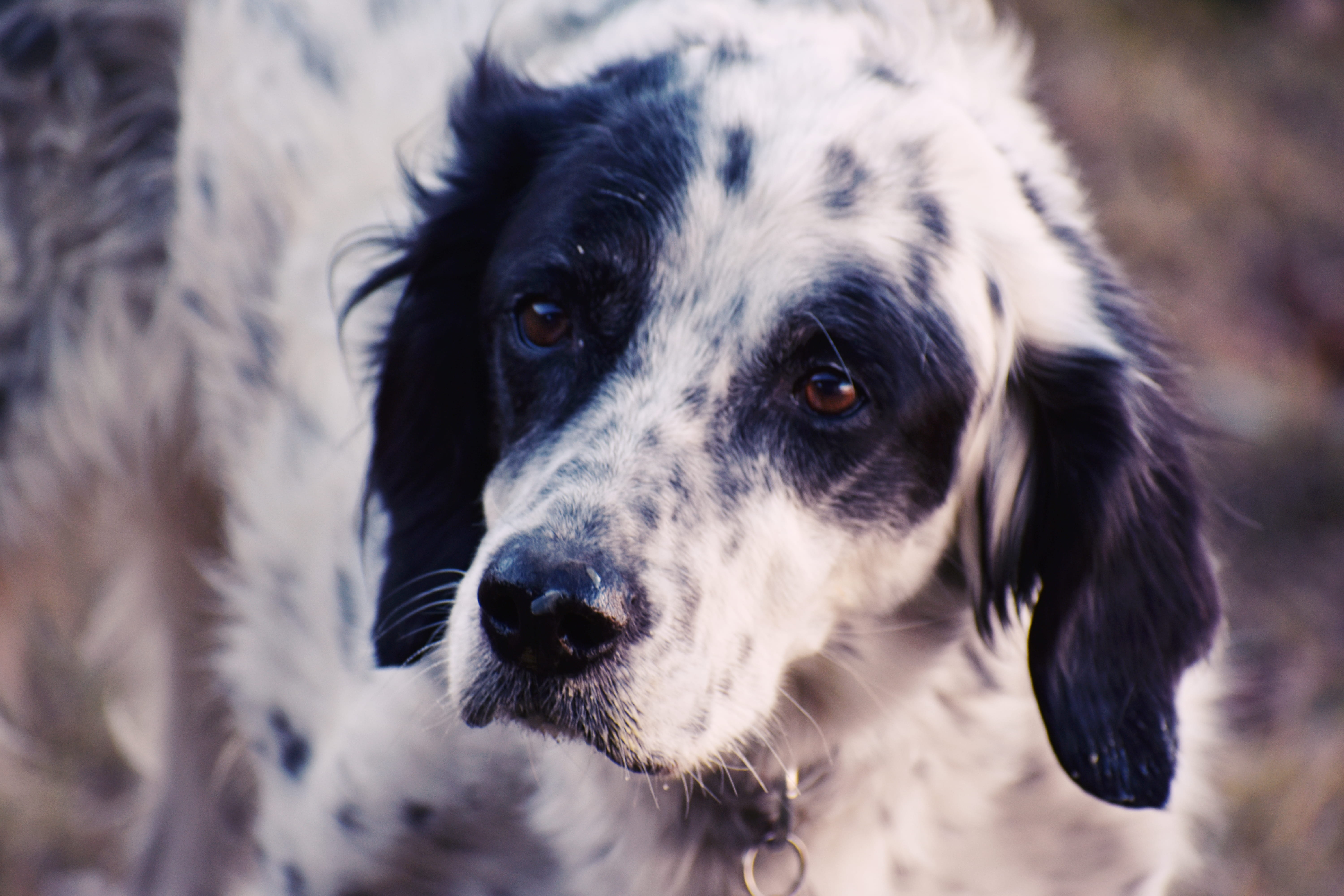 border collie, fur, animal body part, breed, day, puppy, young, looking, adorable, dog, sad, animal head, focus on foreground, no people, domestic animals, HD Wallpaper