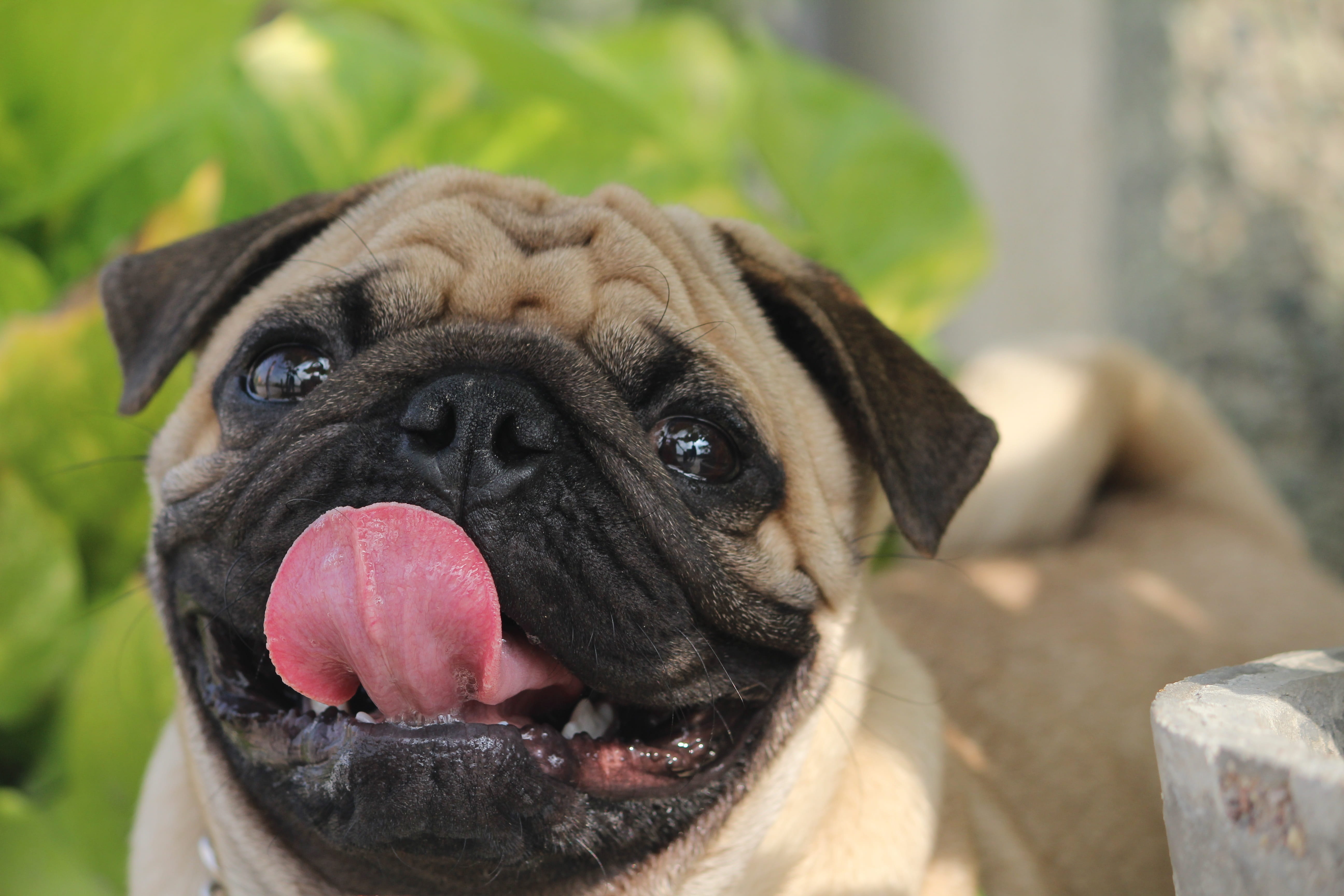 animal mouth, selective, photography, mouth open, Pup, sticking out tongue, animal themes, cute, Dog, animal body part, looking, lap dog, domestic, Puppy, HD Wallpaper