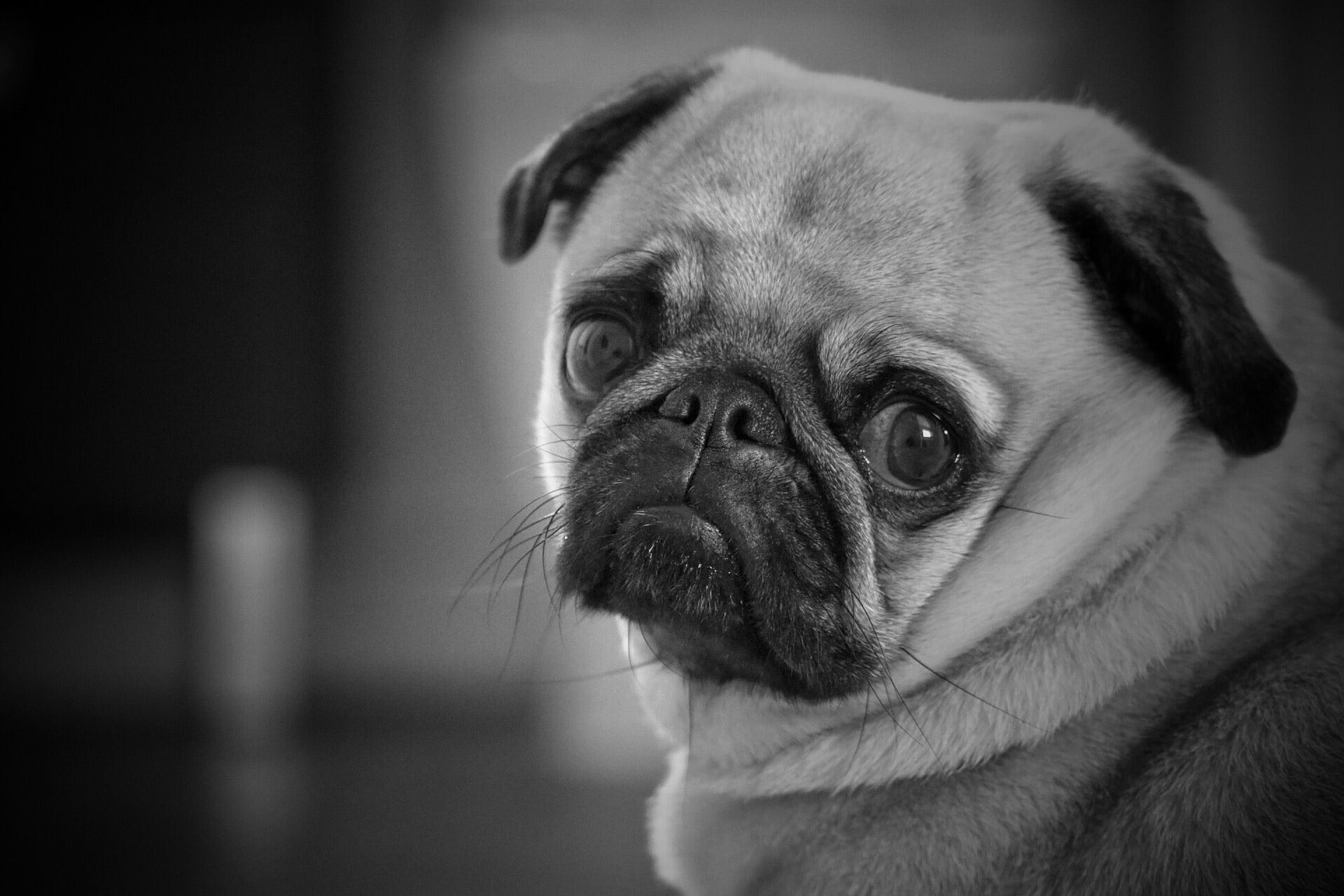 doggy, nature, domestic animals, focus on foreground, animal body part, puppy, friendly, grayscale, life, funny, pets, no people, pug, adorable, pedigree, HD Wallpaper