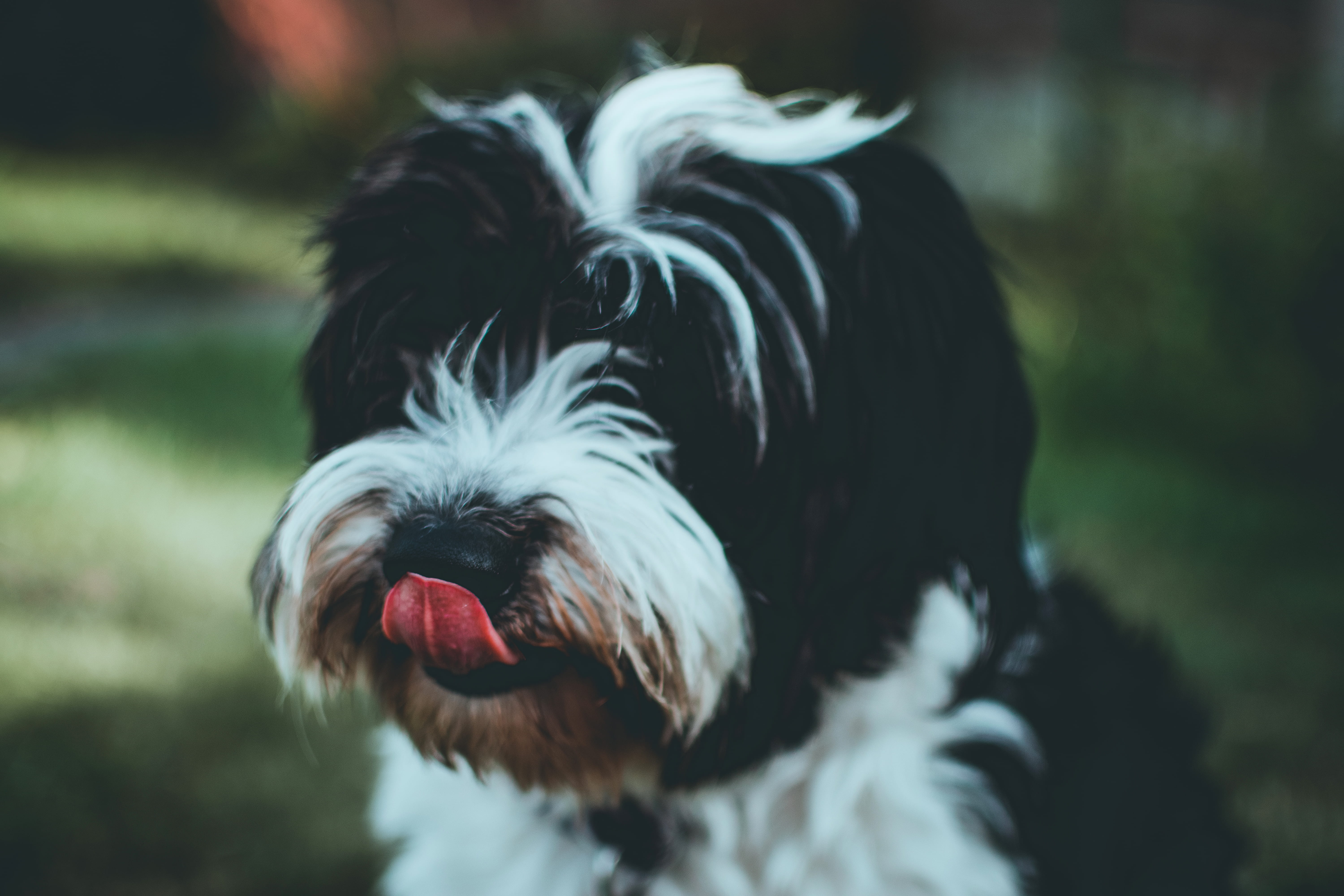 mammal, focus, adorable, hair, animal hair, animal tongue, portrait, terrier, black, white, pets, facial expression, one animal, vertebrate, pet, purebred, HD Wallpaper