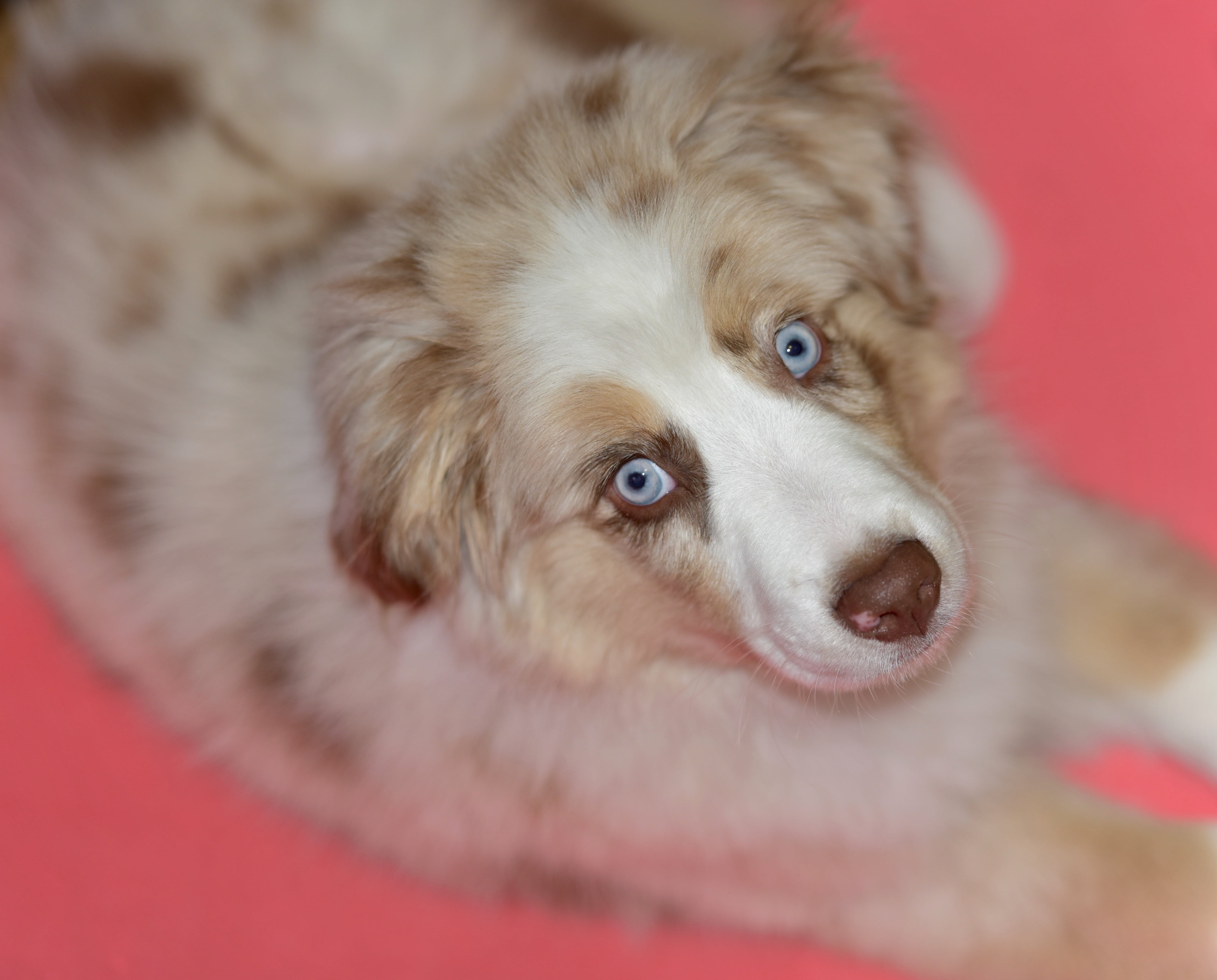 domestic animals, focus on foreground, blue eyes, bright, 4K, australian shepherd, little, dog, focus, pets, friend, small, color, cute, animal head, eyes, HD Wallpaper