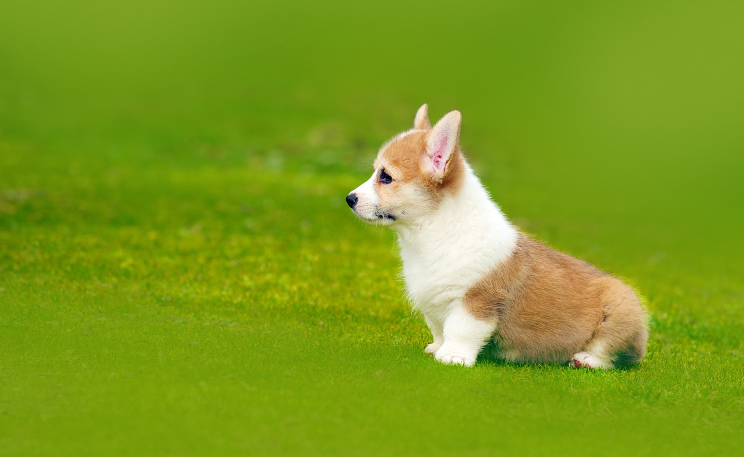 looking, Outdoor, green color, PembrokeWelshCorgi, land, pomeranian, no people, looking away, field, mammal, canine, domestic, domestic animals, young animal, HD Wallpaper