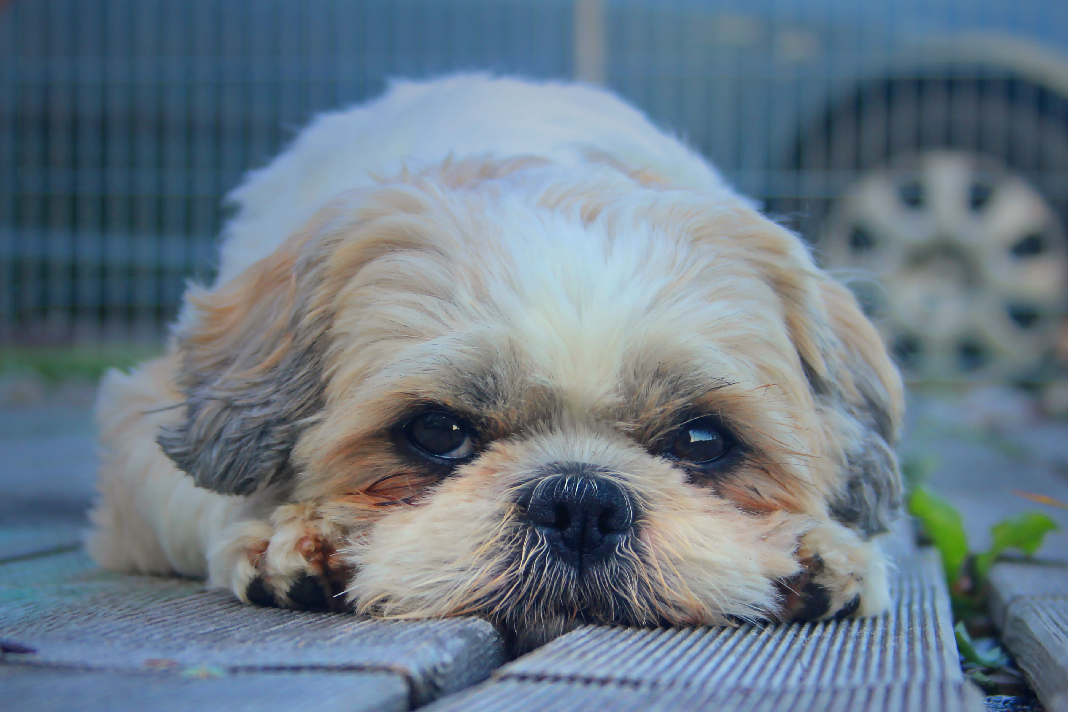 animal themes, muzzle, cute, mammal, dog, young Animal, animal head, 2K, lap dog, furry, looking at camera, vertebrate, purebred Dog, outdoors, animal eye, HD Wallpaper