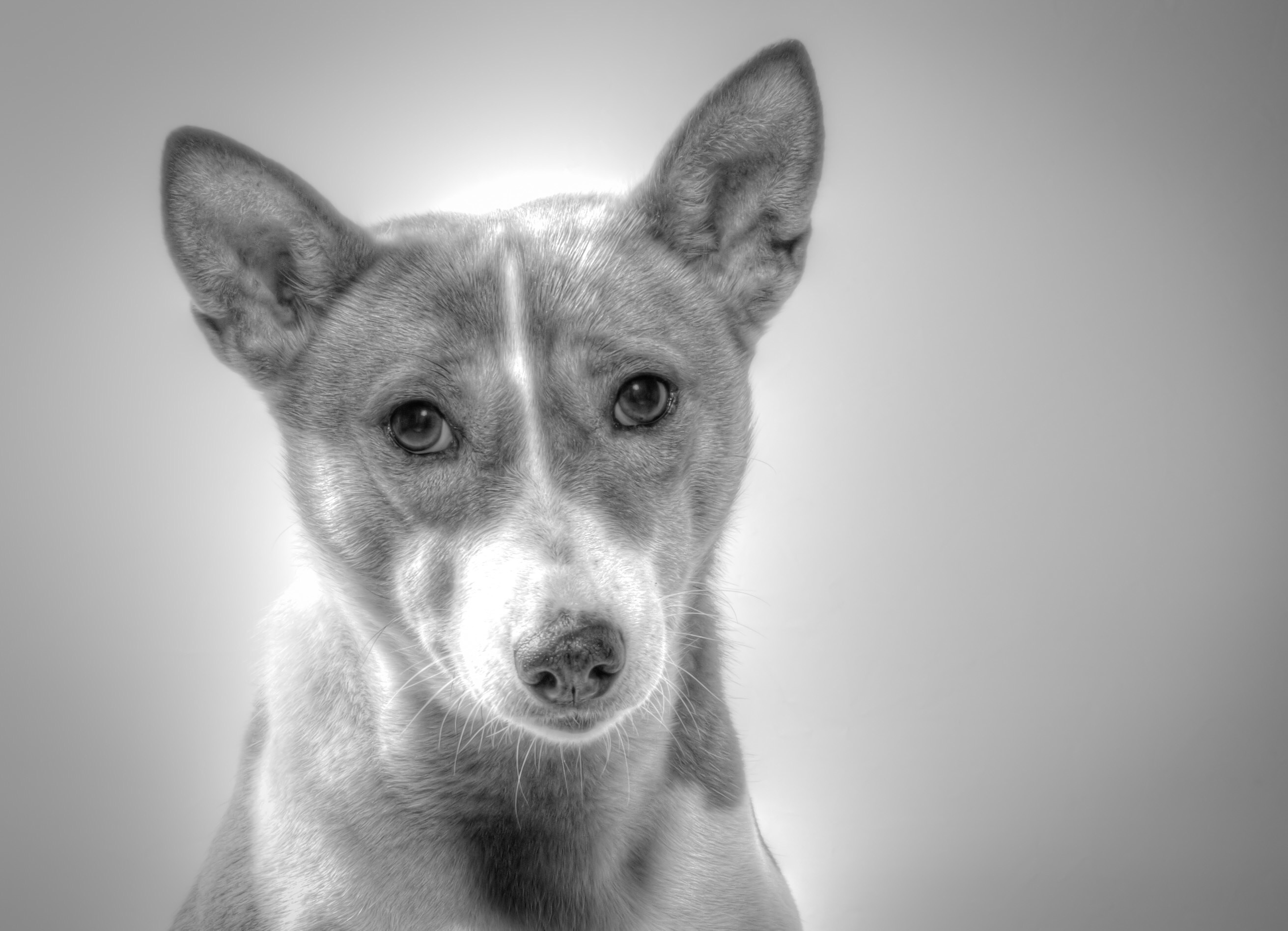 domestic, dog, cute, black and white, domestic animals, coated, focus on foreground, puppy, portrait, canine, short, 2K, no people, close-up, pets, one animal, HD Wallpaper
