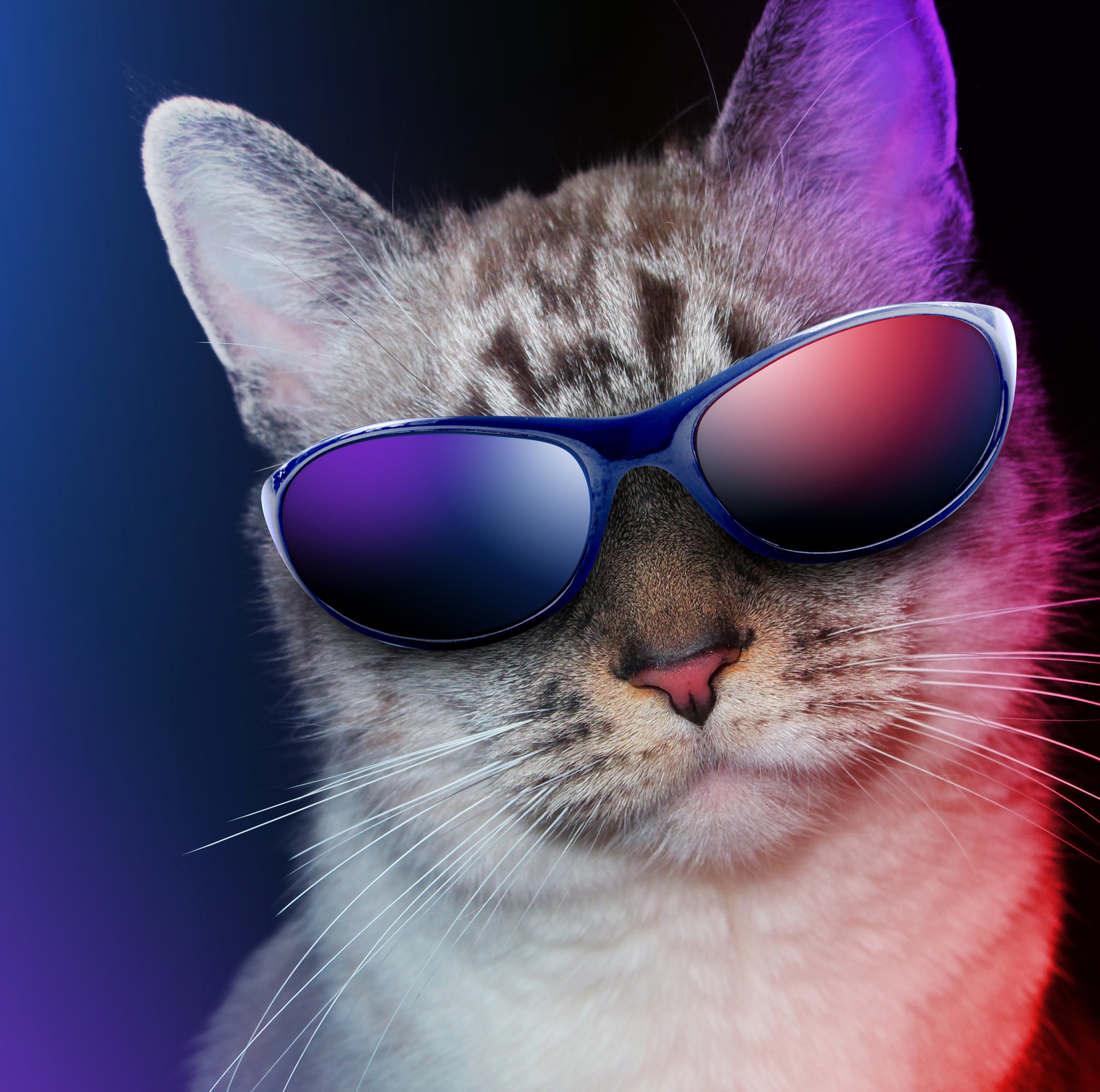 blue background, frames, purple, sunglasses, people, black background, fashion, whisker, glasses, cat, mammal, Funny, blue, 4K, studio shot, one animal, HD Wallpaper