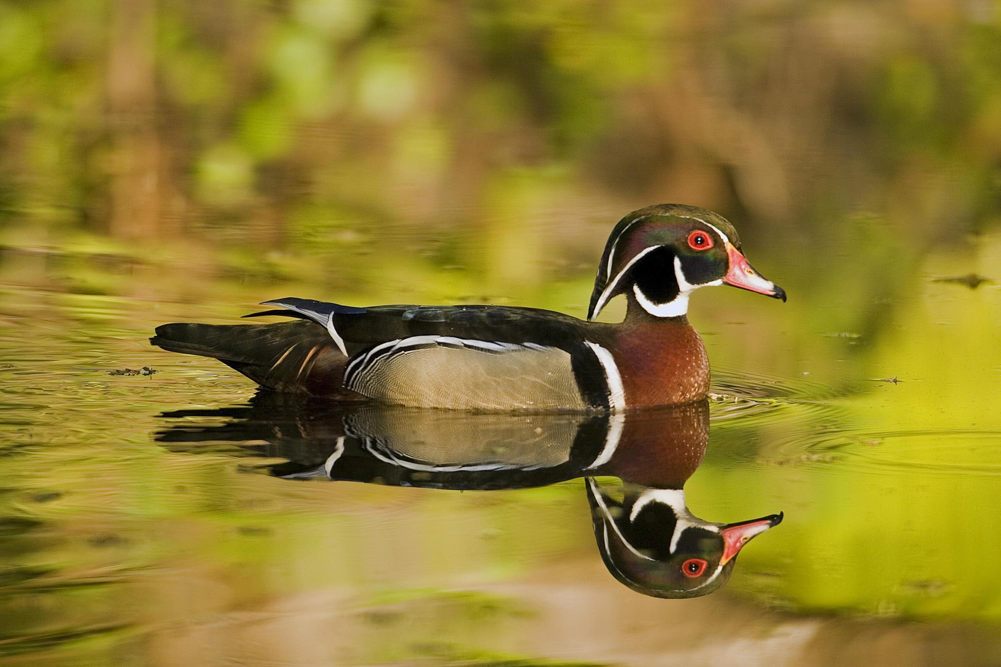 drake, reflections, duck, wood ducks, wood, 1080P, animals, birds, ducks, HD Wallpaper