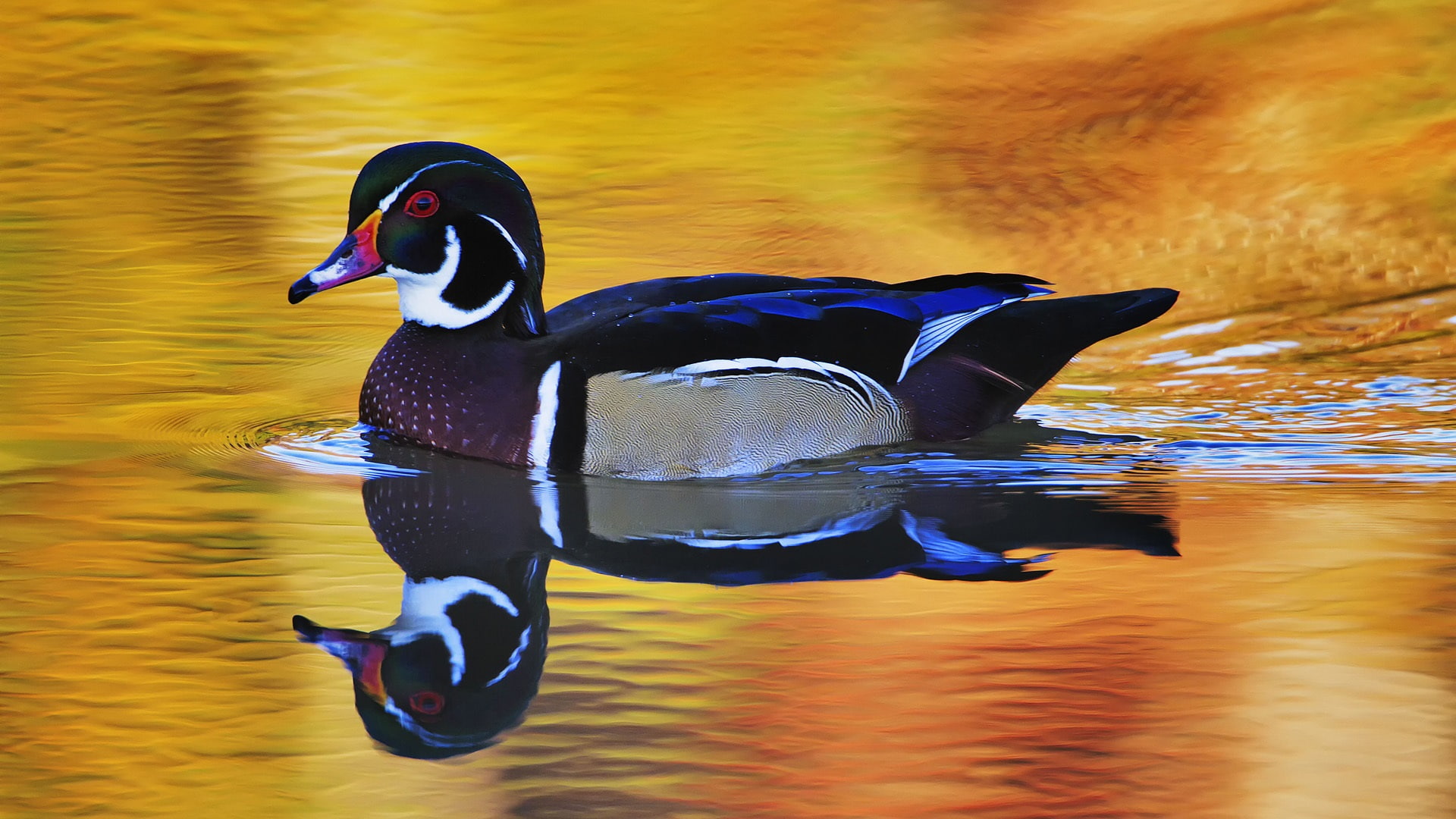 Bird, Duck, 1080P, Swims, HD Wallpaper