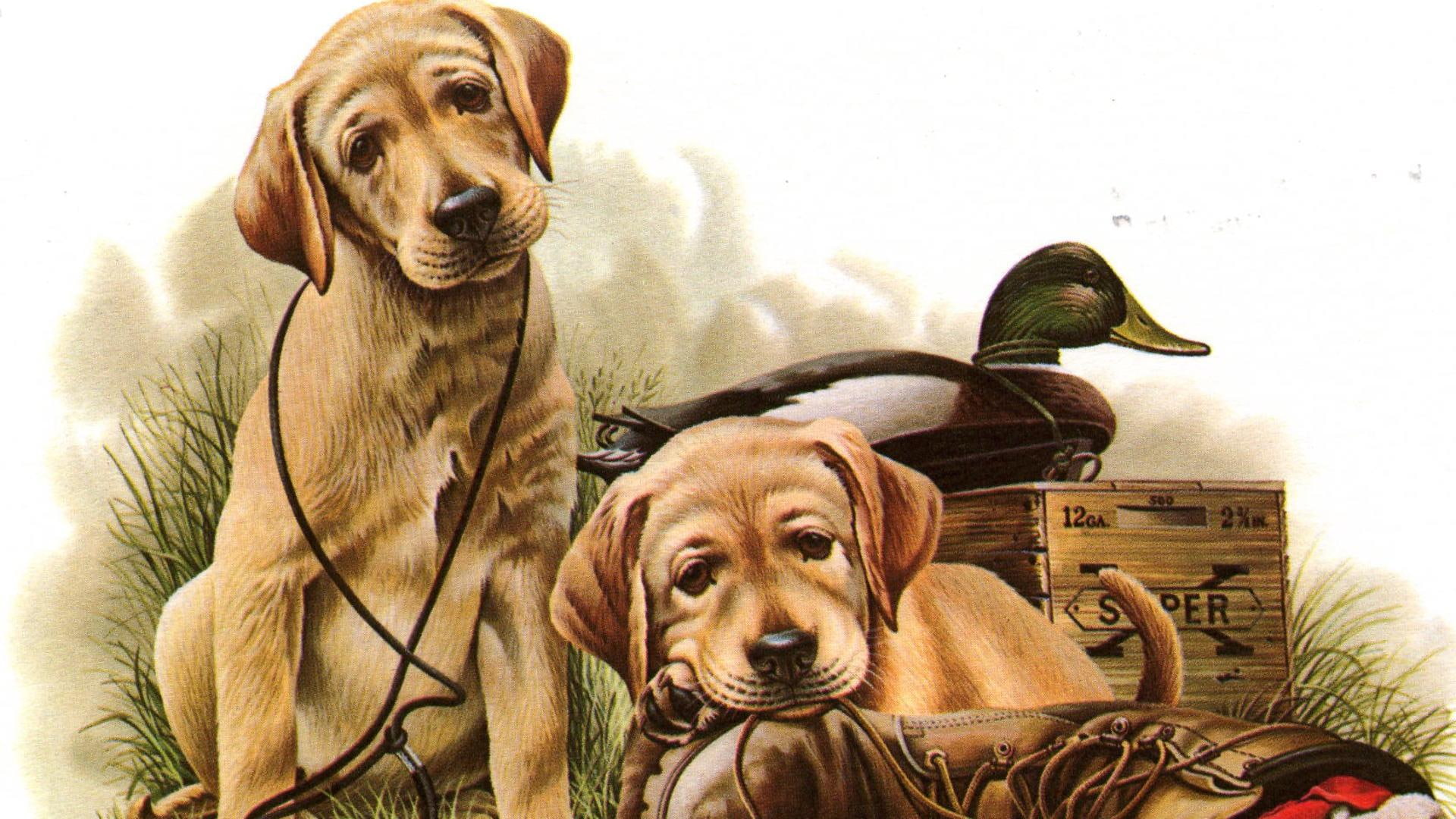 nature, wildlife, 1080P, dogs, duck, animals, puppies, birds, labrador, ducks, HD Wallpaper