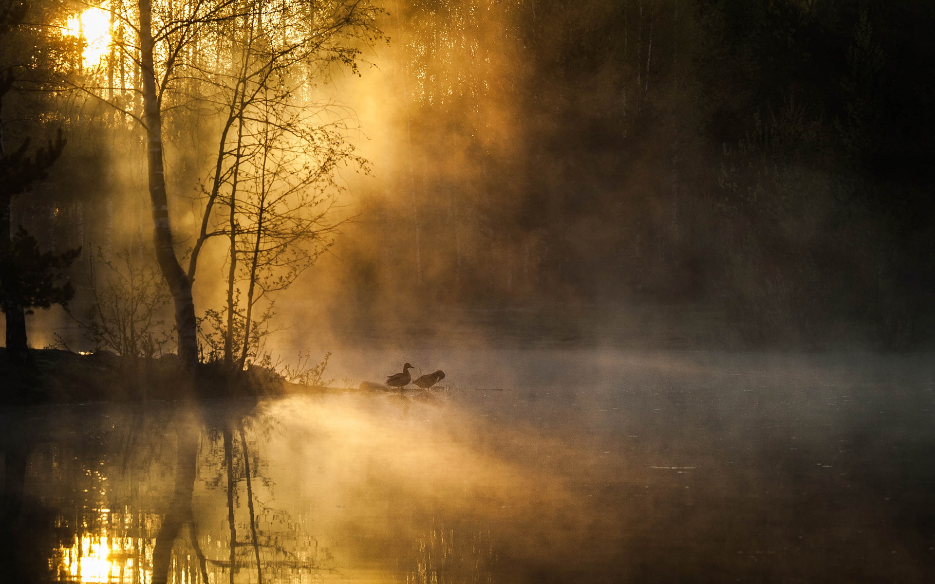 forest, hd, 1080P, pond, duck, reflection, sunlight, trees, nature, bird, HD Wallpaper