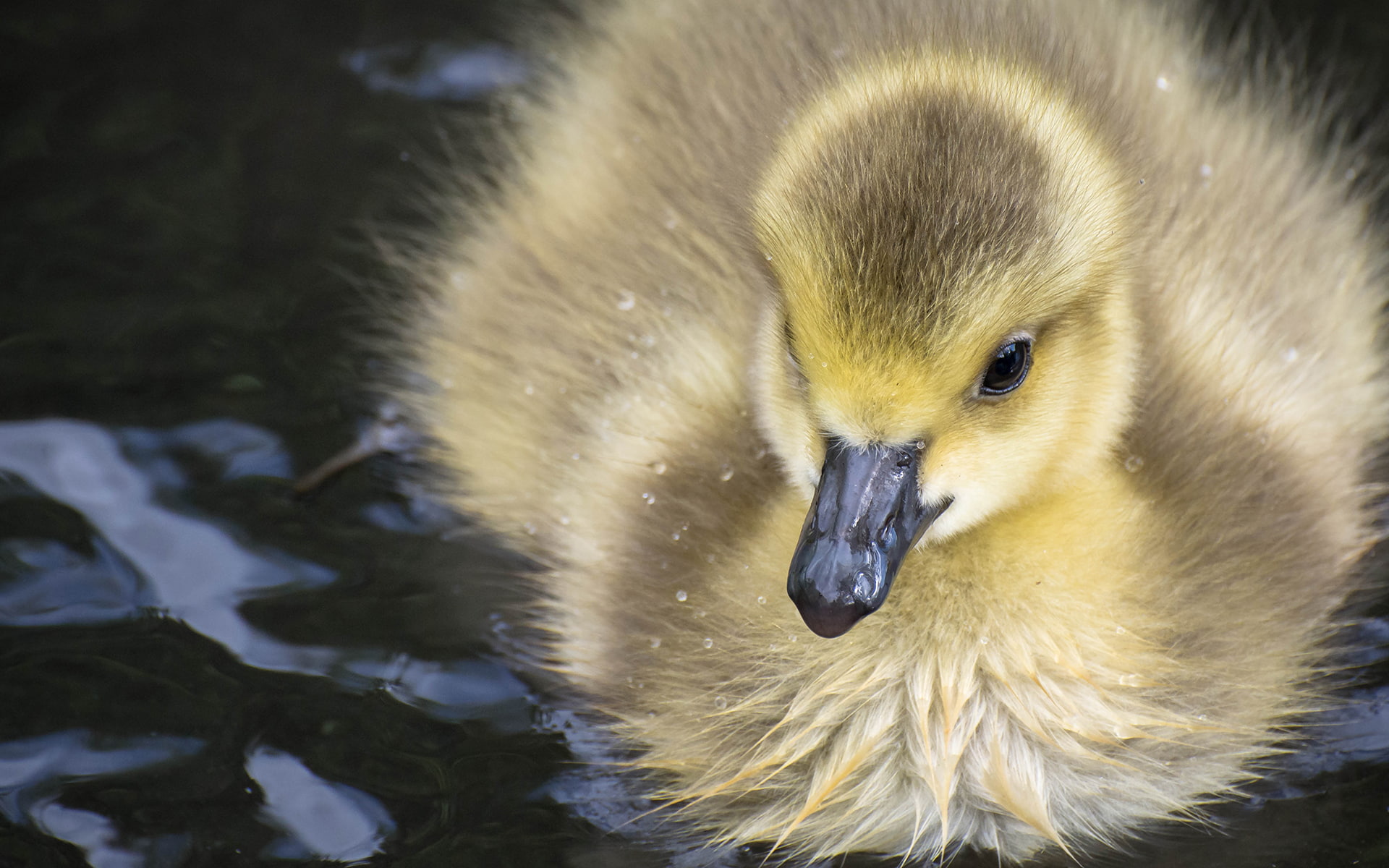 duck, bird, wet, 1080P, animals, hd, duckling, HD Wallpaper