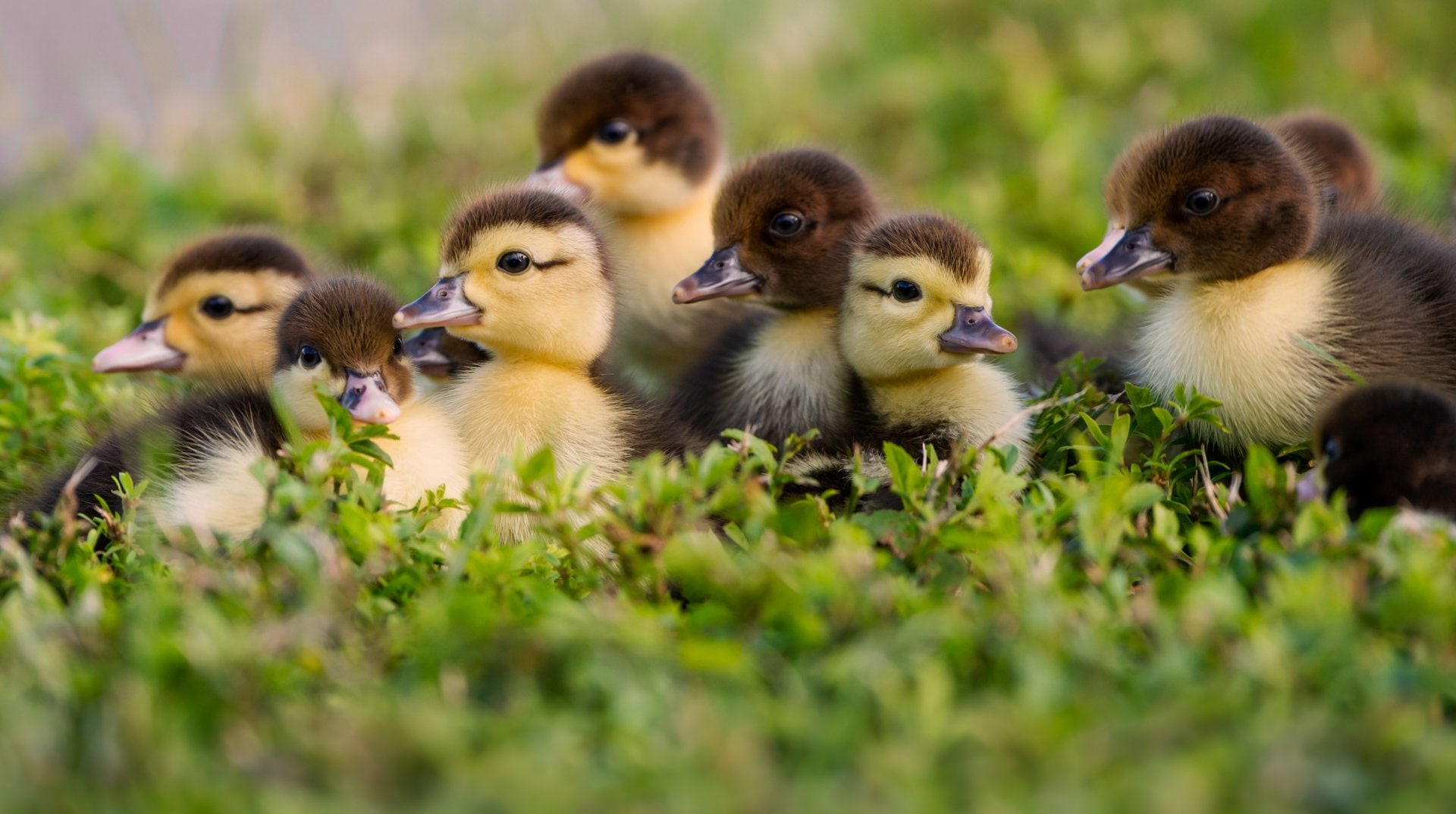 Duckling, Birds, 1080P, Cute, Duck, Baby Animal, Wildlife, HD Wallpaper