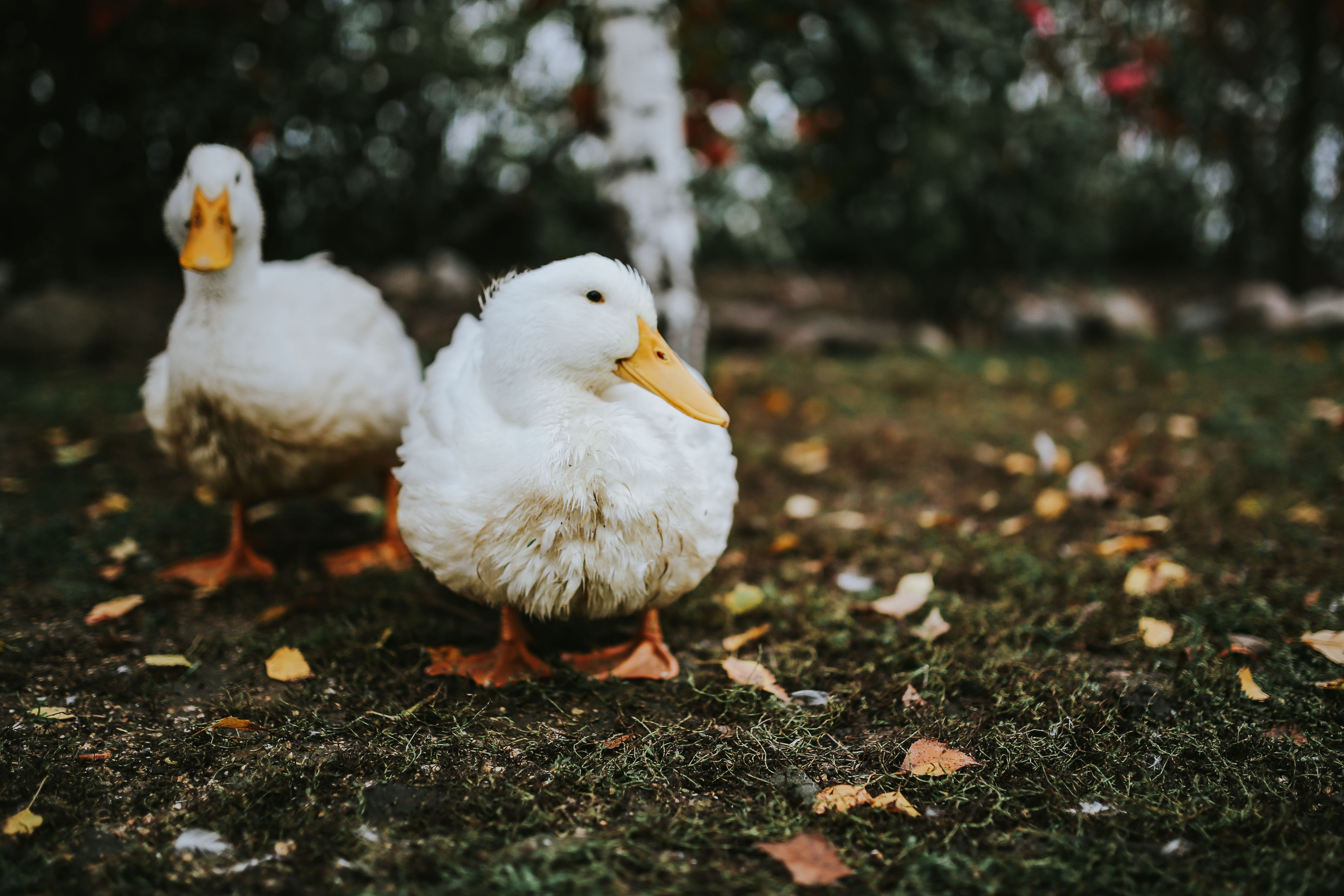 nature, livestock, ducks, group of animals, field, 5K, plant, farm, grass, duck, White, focus on foreground, day, young animal, animals in the wild, agriculture, HD Wallpaper
