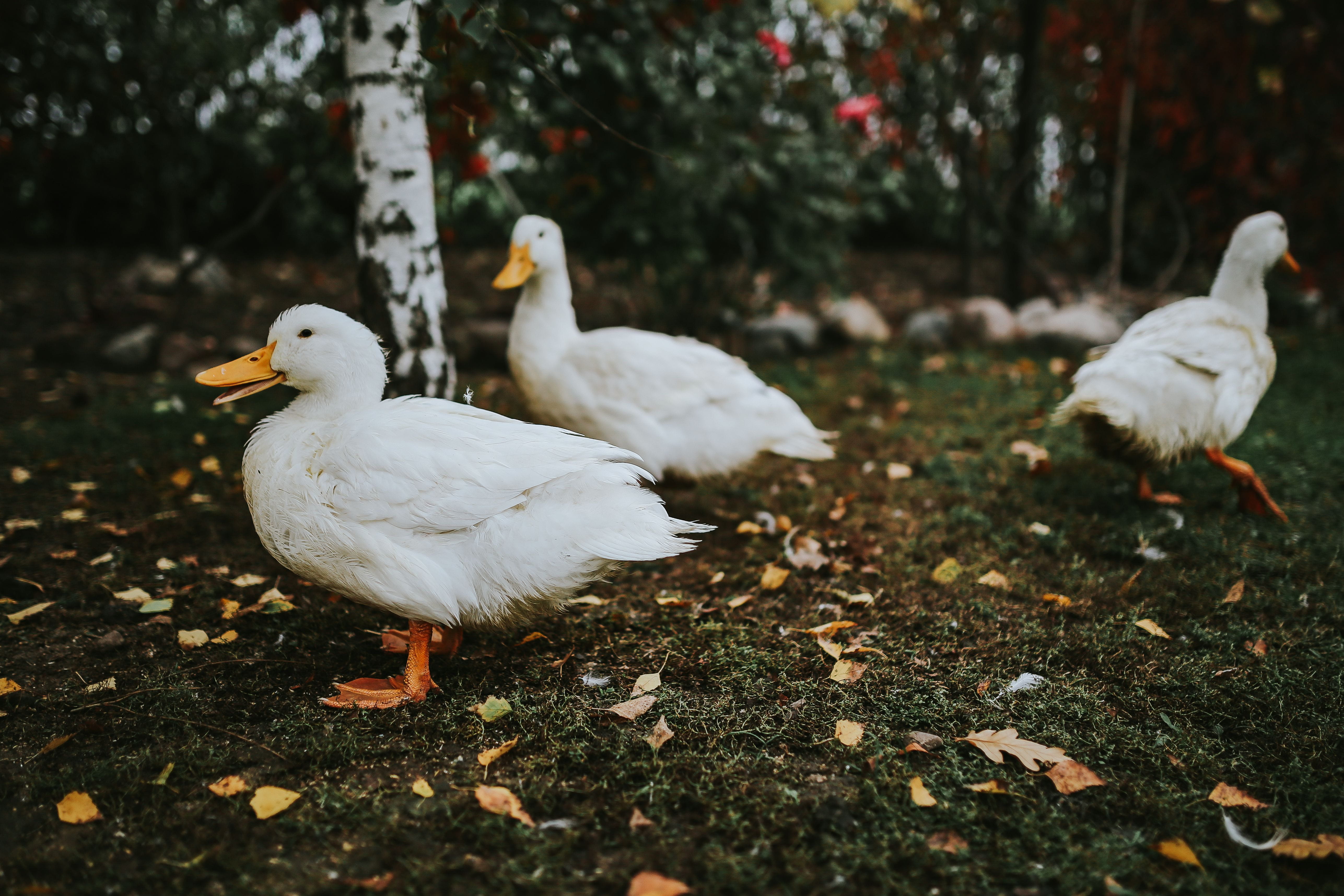 tree, leaves, duck, 5K, bird, white color, ducks, group of animals, field, domestic, nature, agriculture, animal themes, animal, poultry, animal wildlife, HD Wallpaper