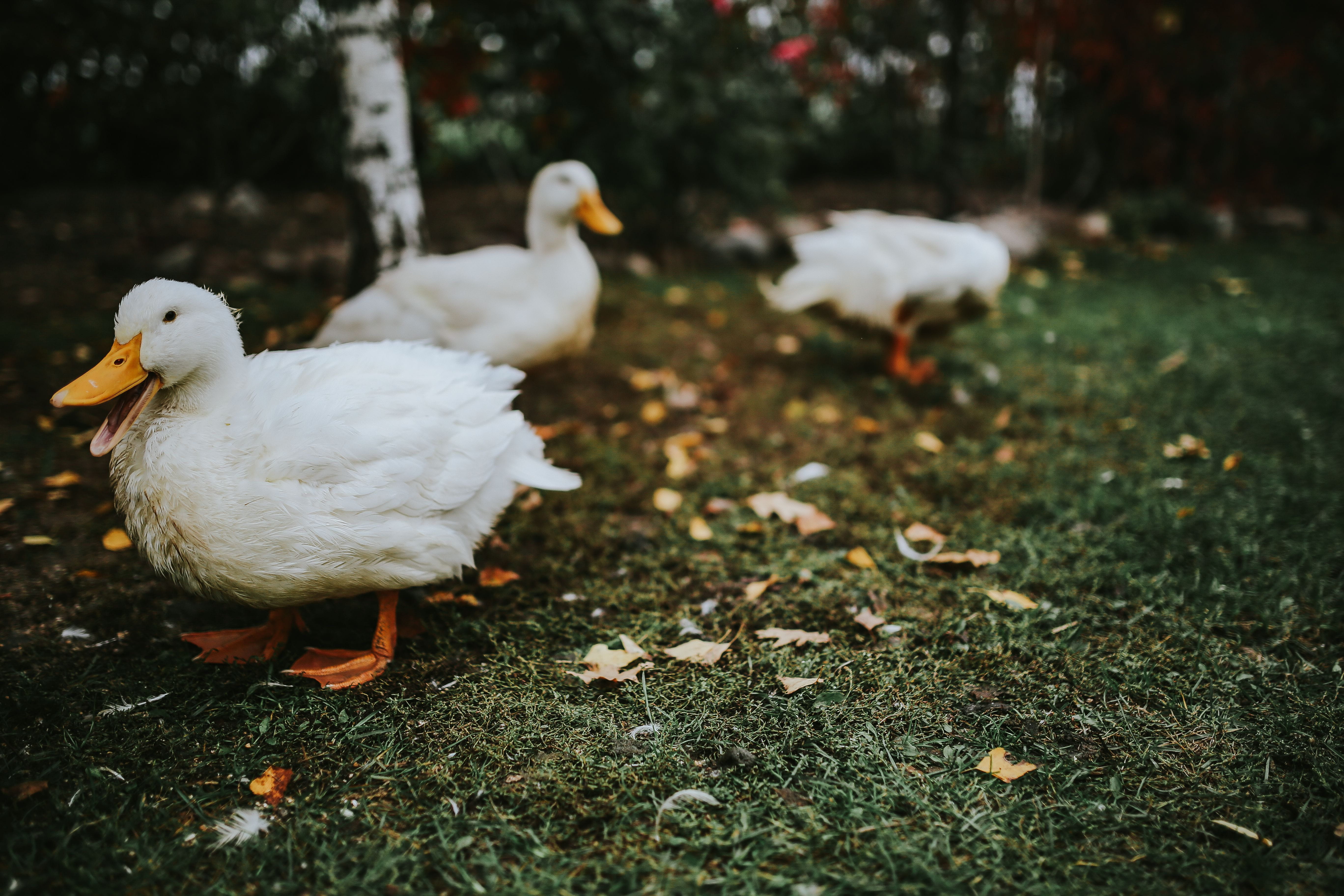 field, grass, domestic, goose, poultry, outdoors, nature, animal wildlife, white color, land, no people, 5K, animal themes, domestic animals, plant, White, HD Wallpaper