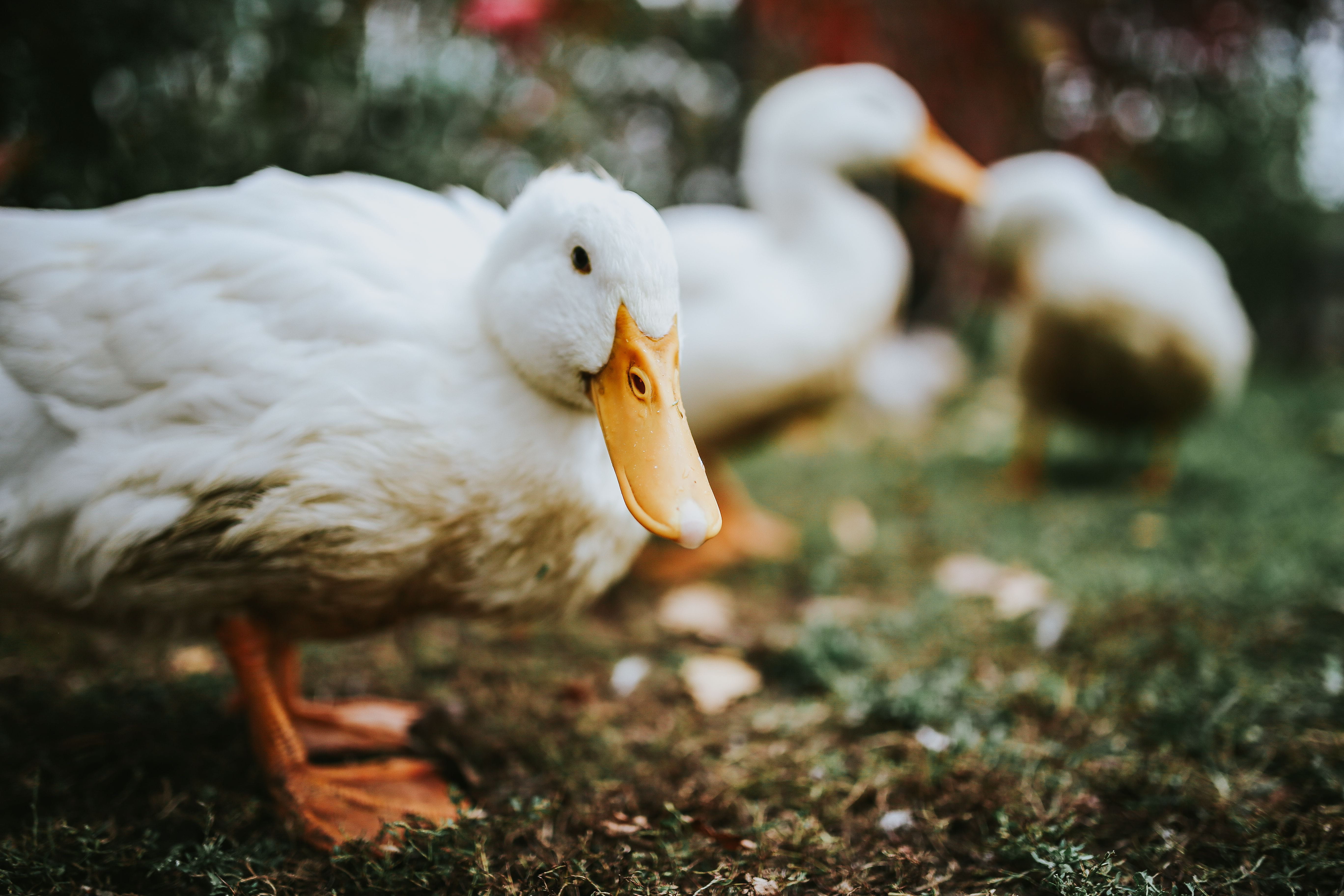 farm, field, leaves, no people, animal body part, animal themes, beak, White, animal, day, group of animals, vertebrate, animals in the wild, white color, HD Wallpaper