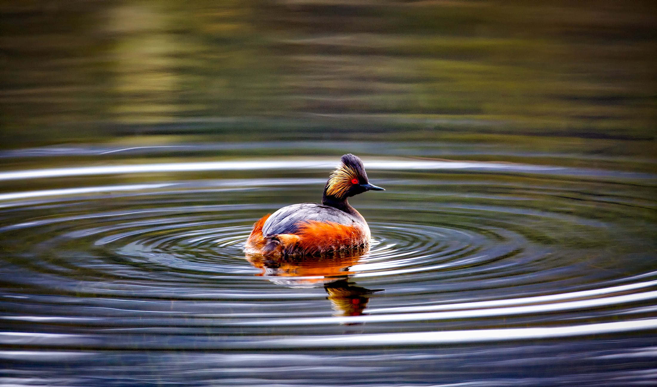 motion, 1080P, floating on water, pond, vertebrate, waterfront, day, wildlife, no people, beauty in nature, body, water, animal, colorful, rippled, animals in the wild, HD Wallpaper