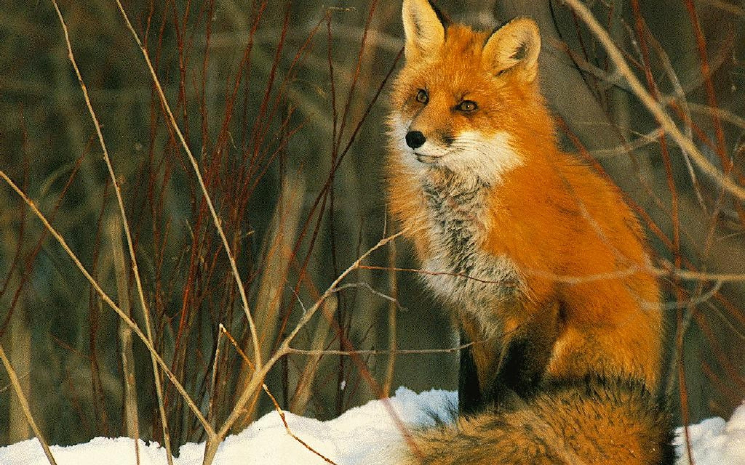 field, photography, fox, snow, grass, depth, depth of field, winter, animals, 2K, HD Wallpaper