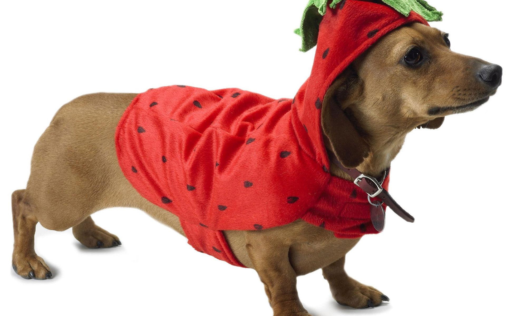 animals, dressed, dachshund, 1920x1200, tan, costume, dog, 1080P, HD Wallpaper